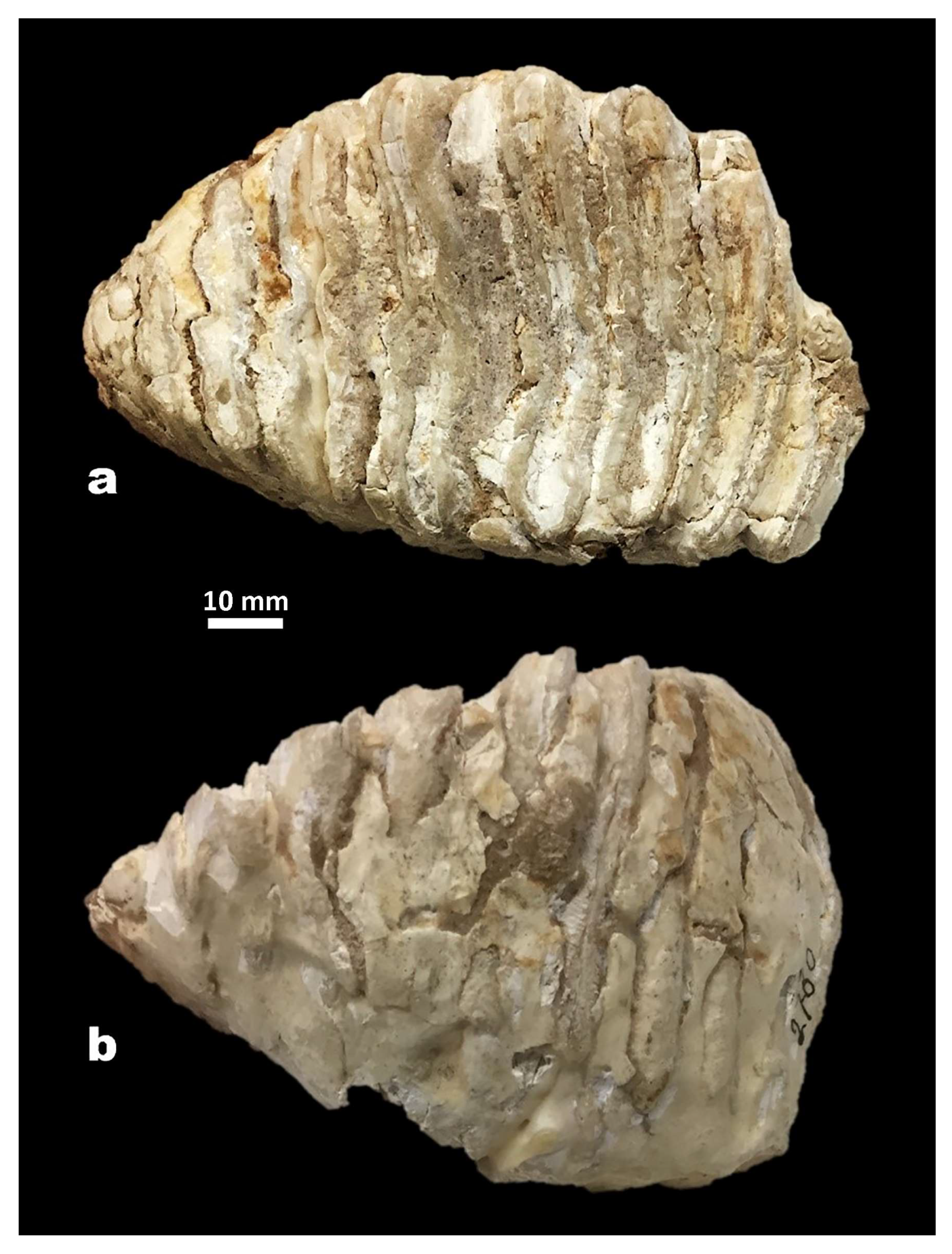 Quaternary 07 00010 g006