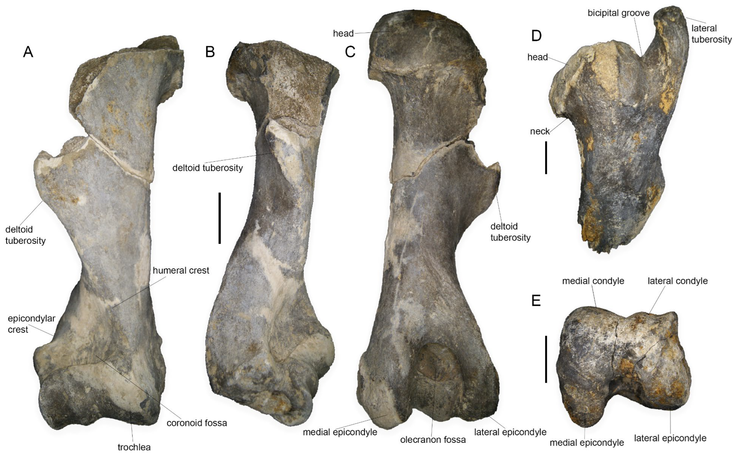 Quaternary 07 00013 g003