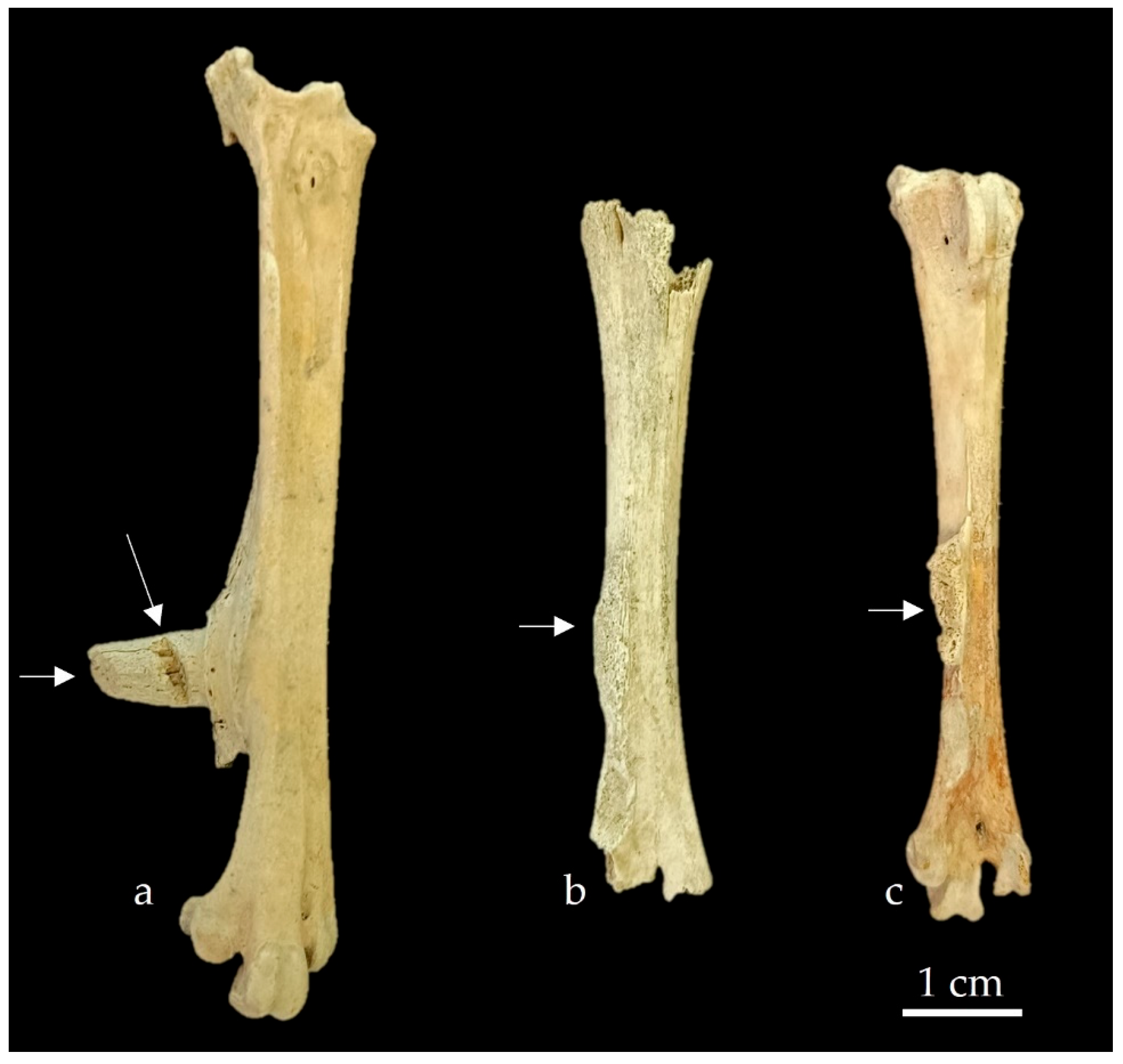 Quaternary 07 00030 g006