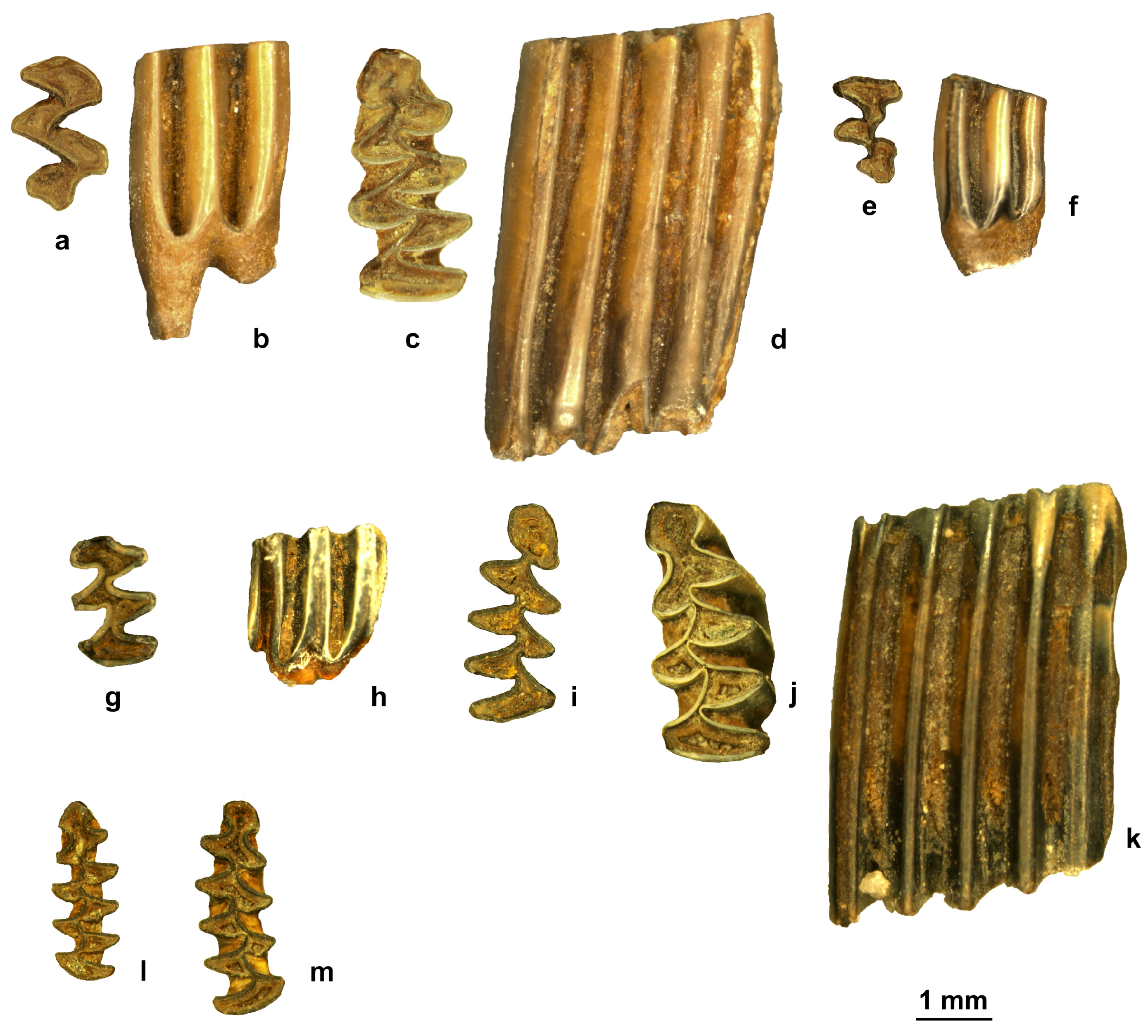 Quaternary 07 00041 g005