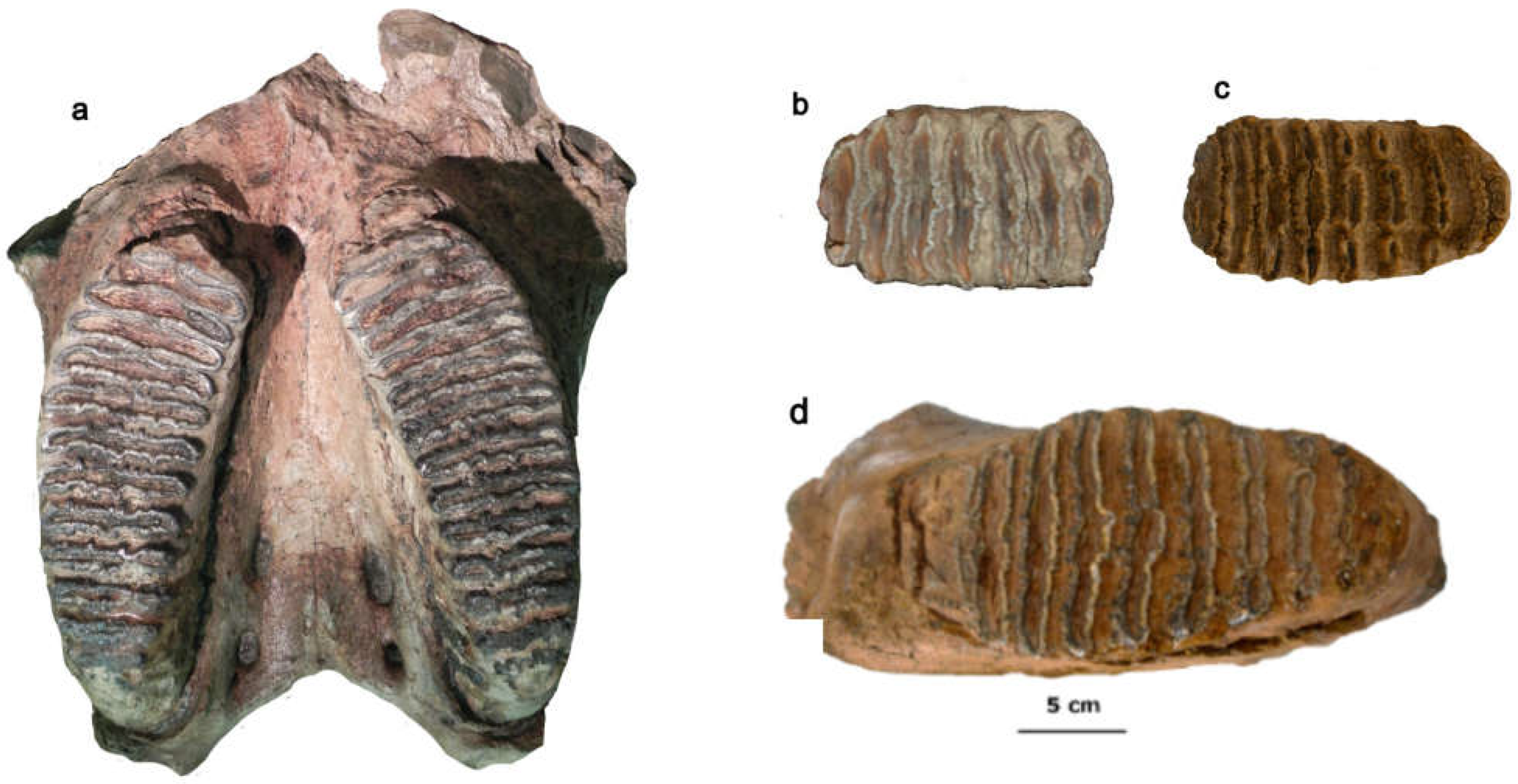 Quaternary 08 00019 g007