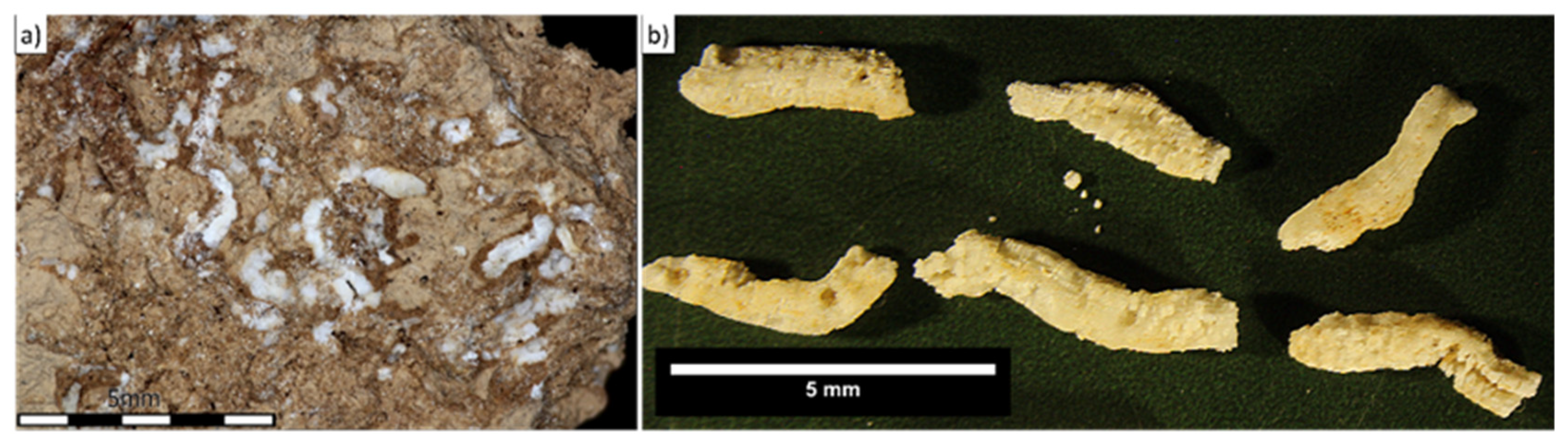 Quaternary 08 00025 g005