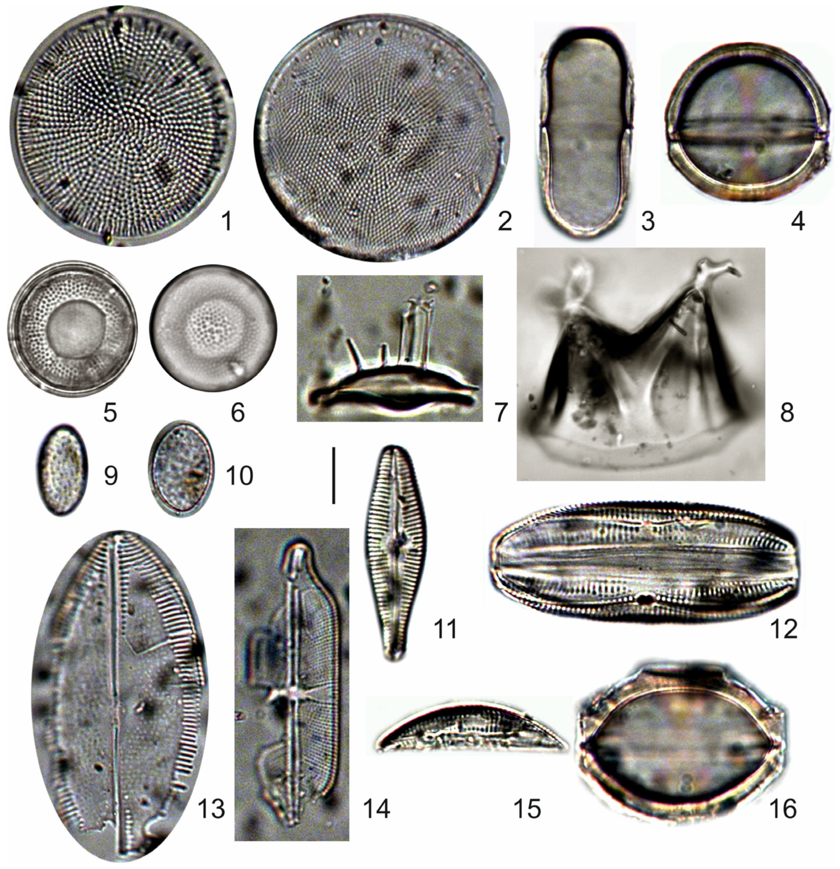 Quaternary 08 00040 g005