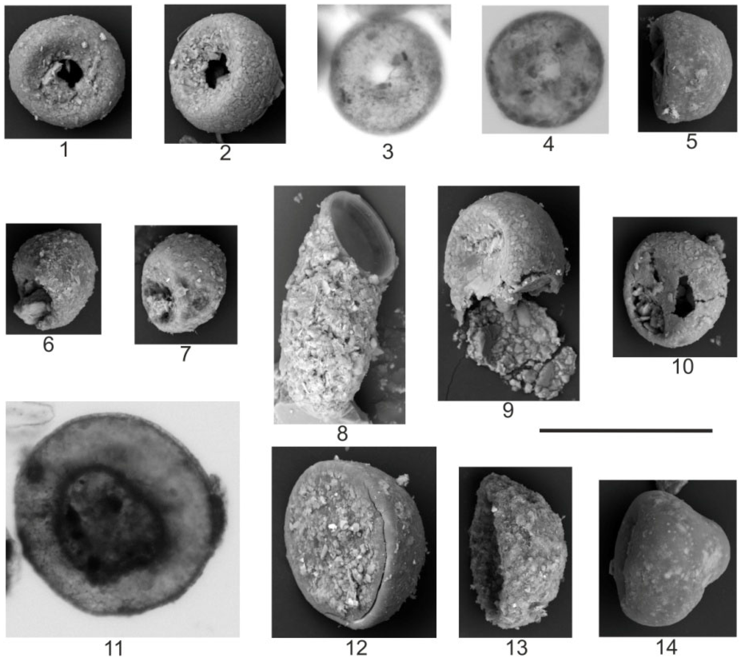 Quaternary 08 00040 g007