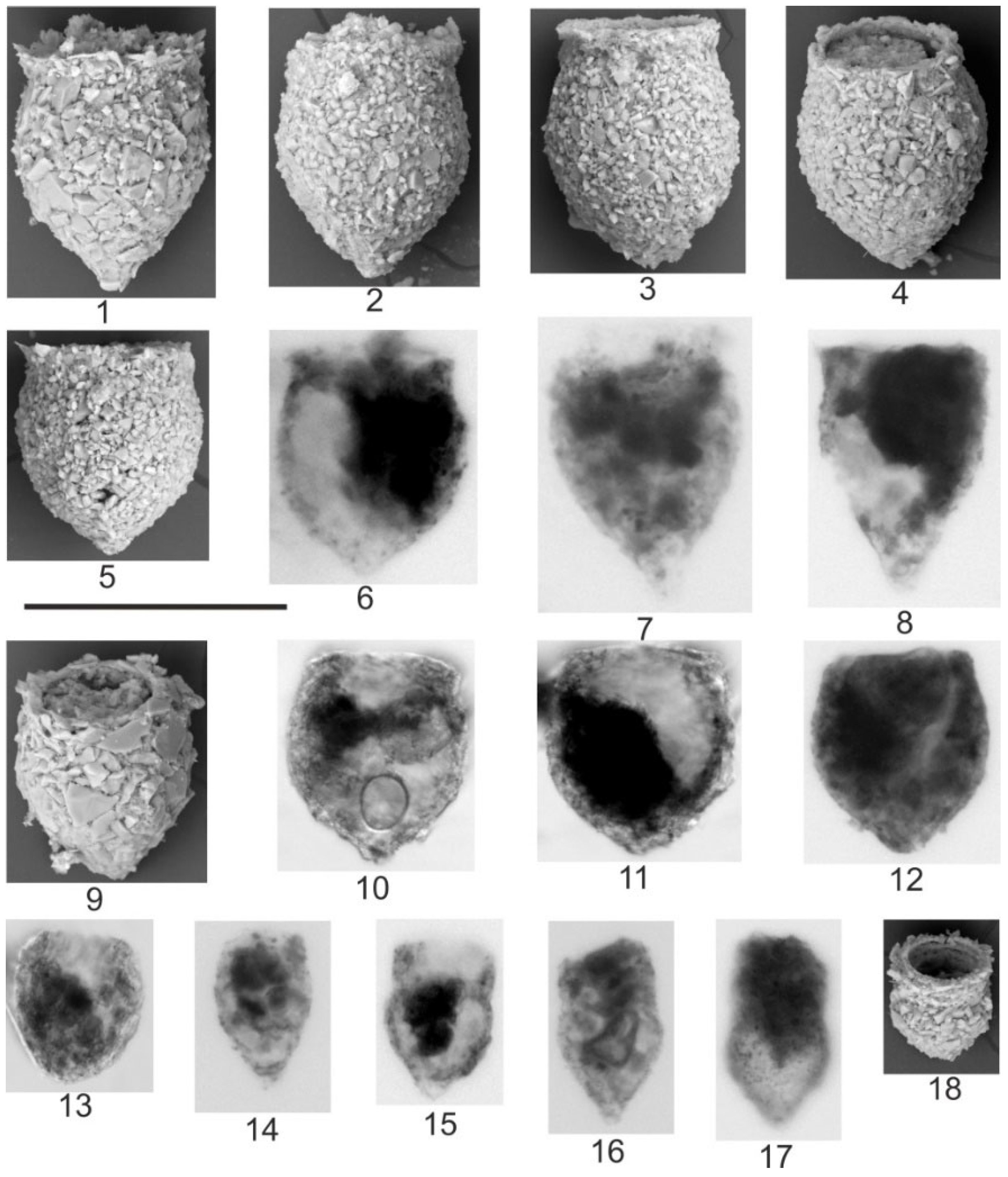 Quaternary 08 00040 g008