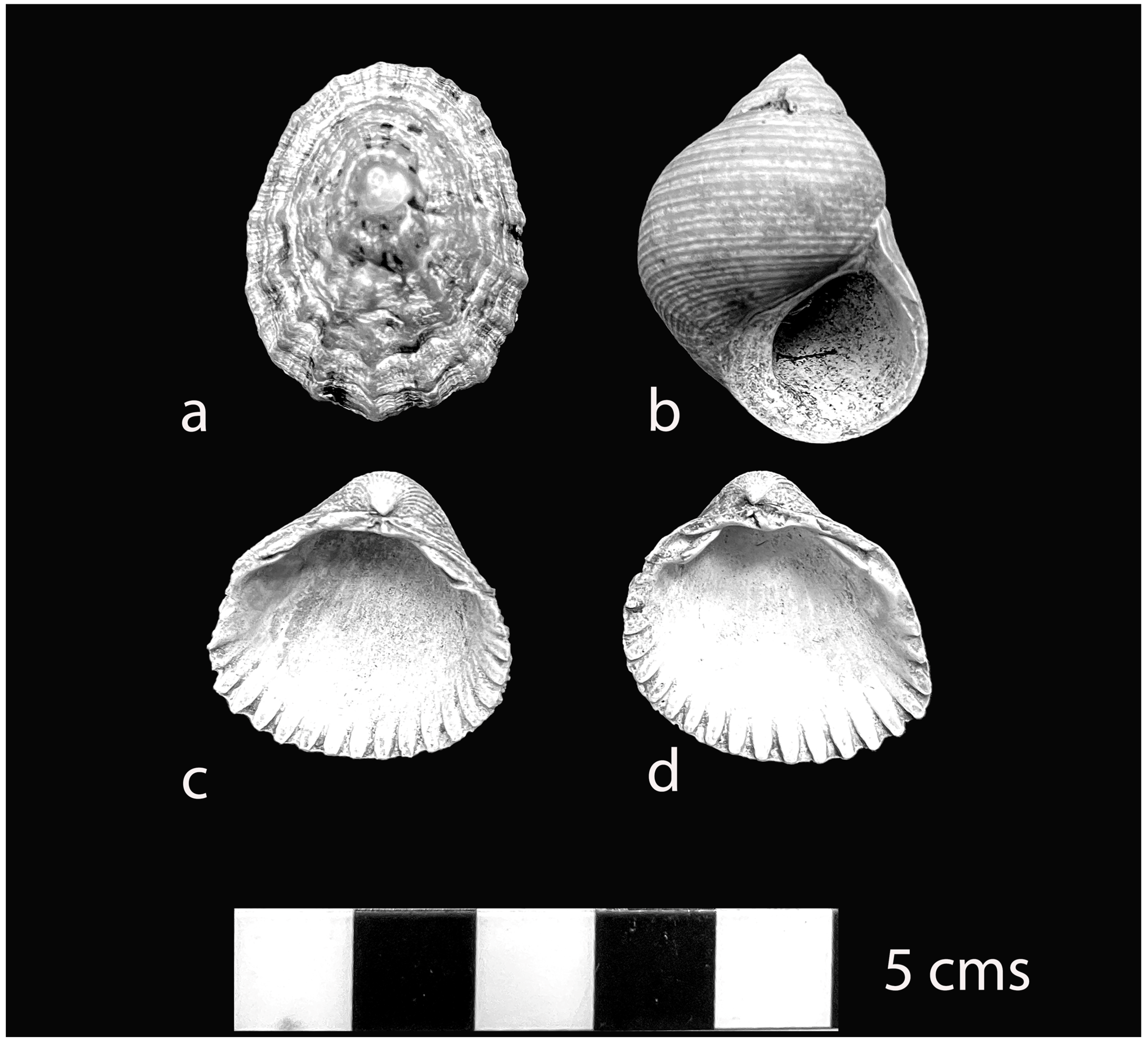 Quaternary 08 00049 g003