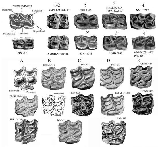 Quaternary 08 00068 g003