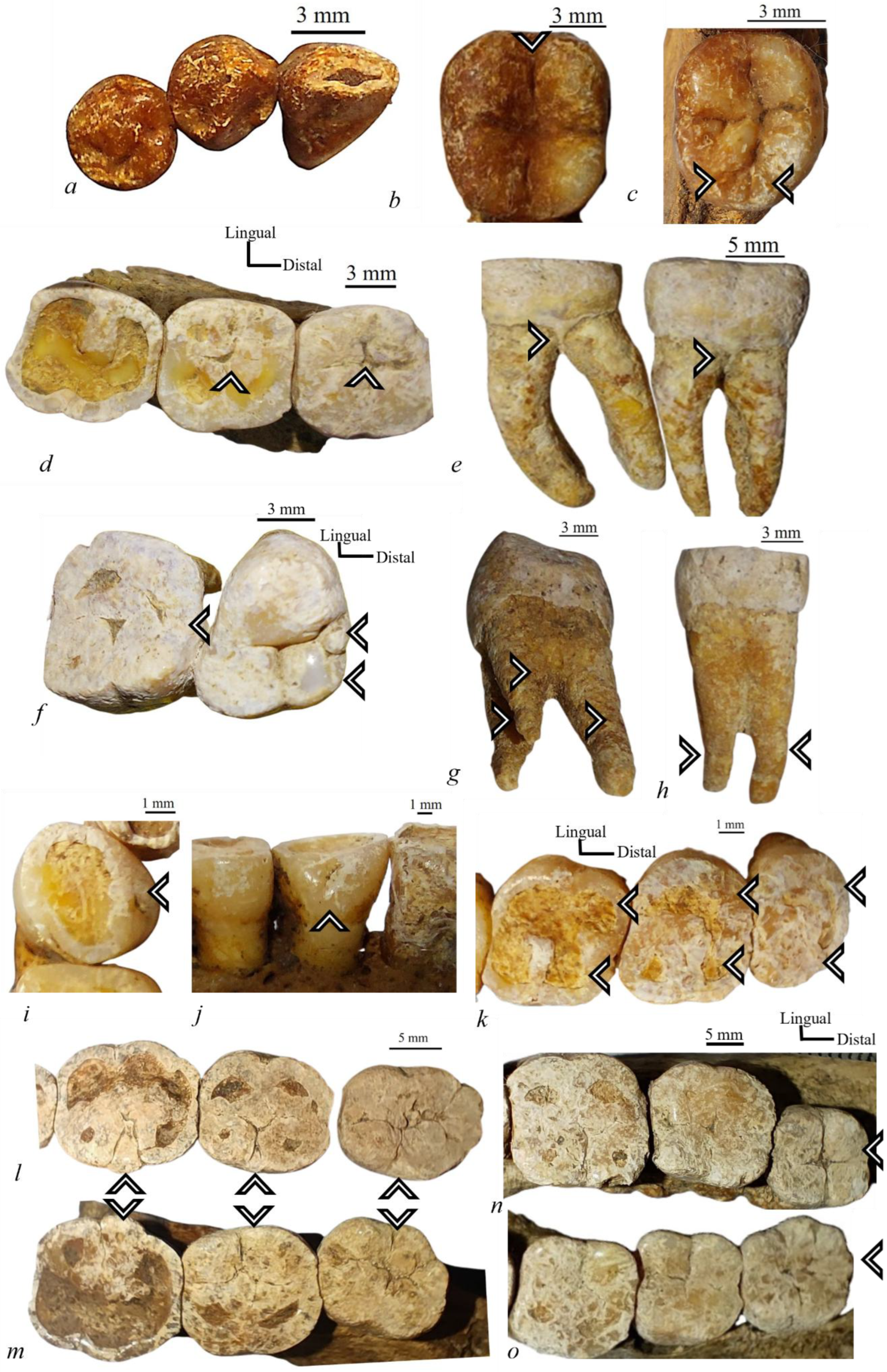 Quaternary 09 00035 g015