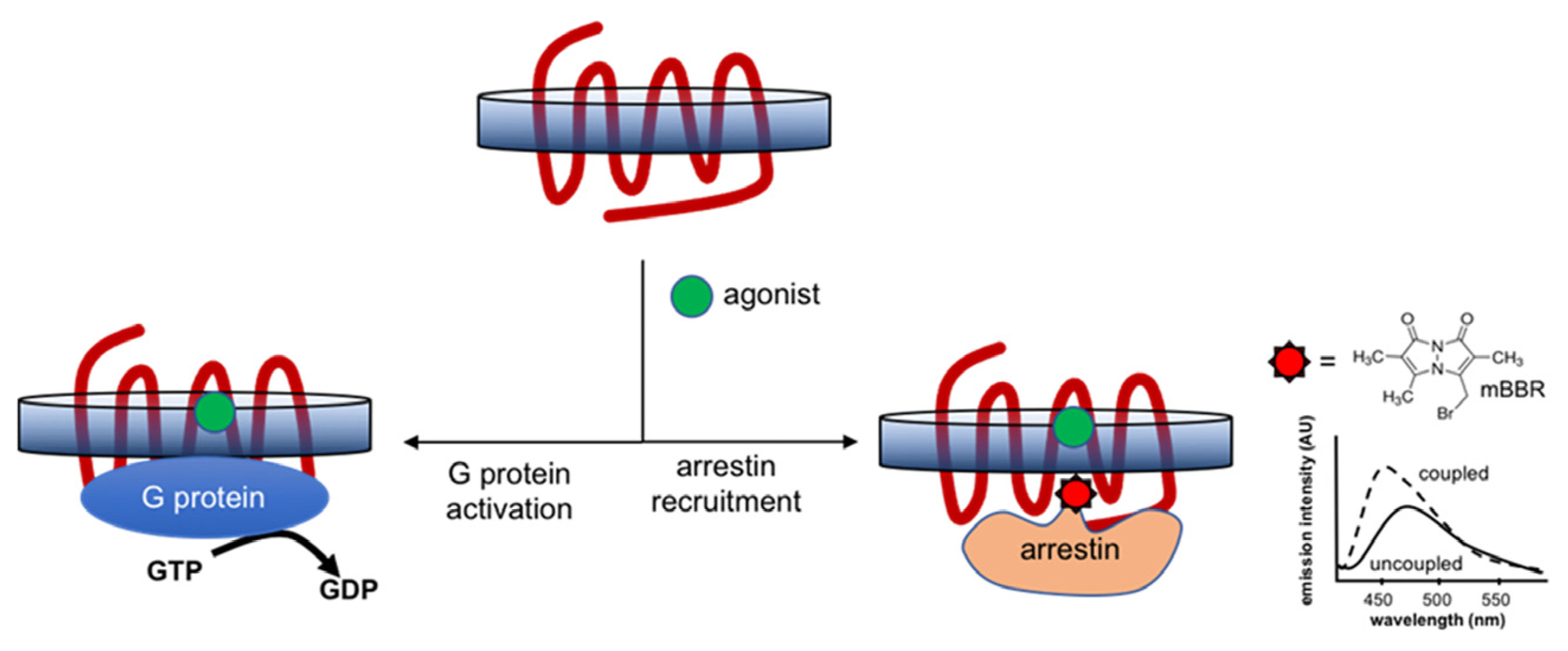 Receptors 02 00004 g002