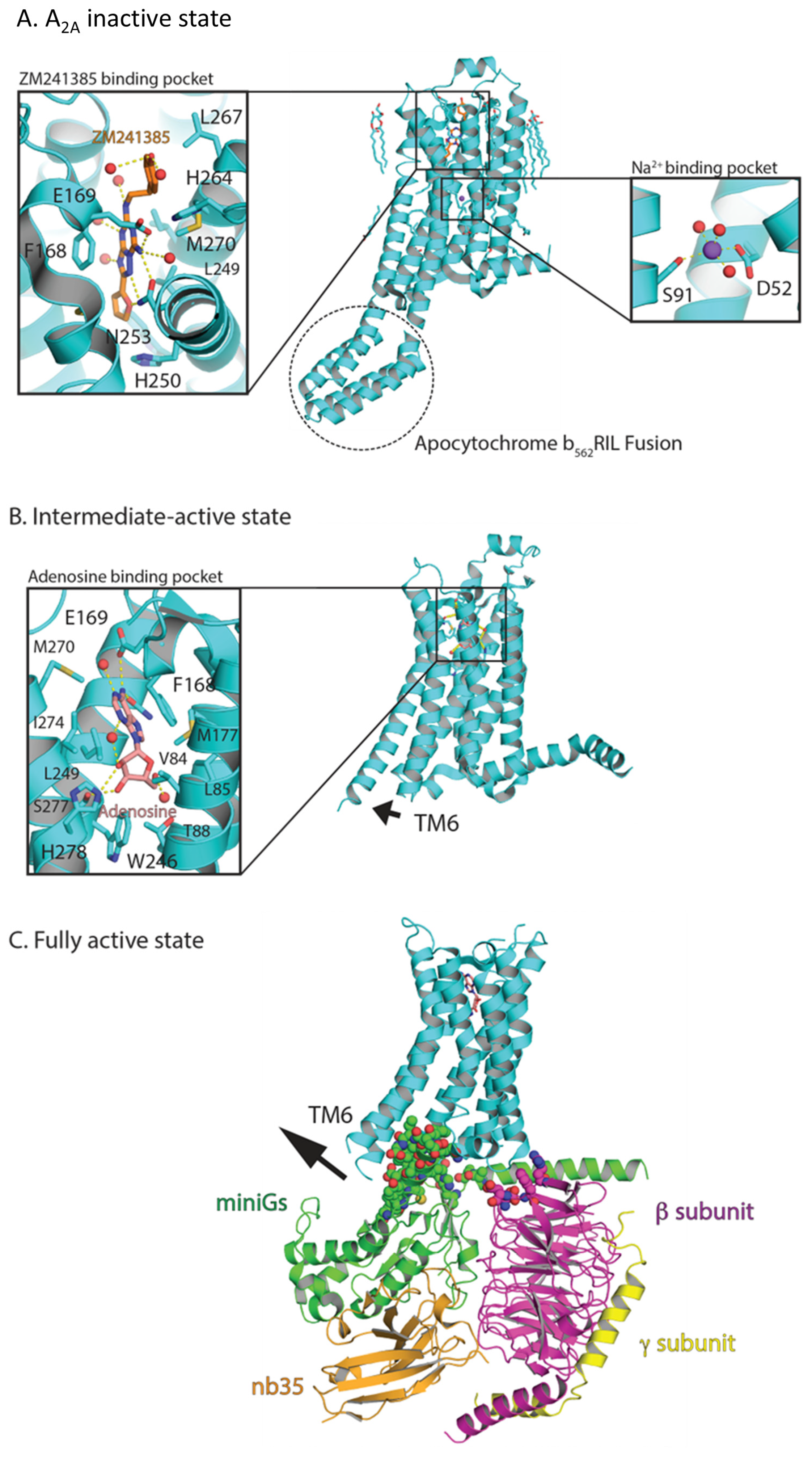 Receptors 02 00004 g004
