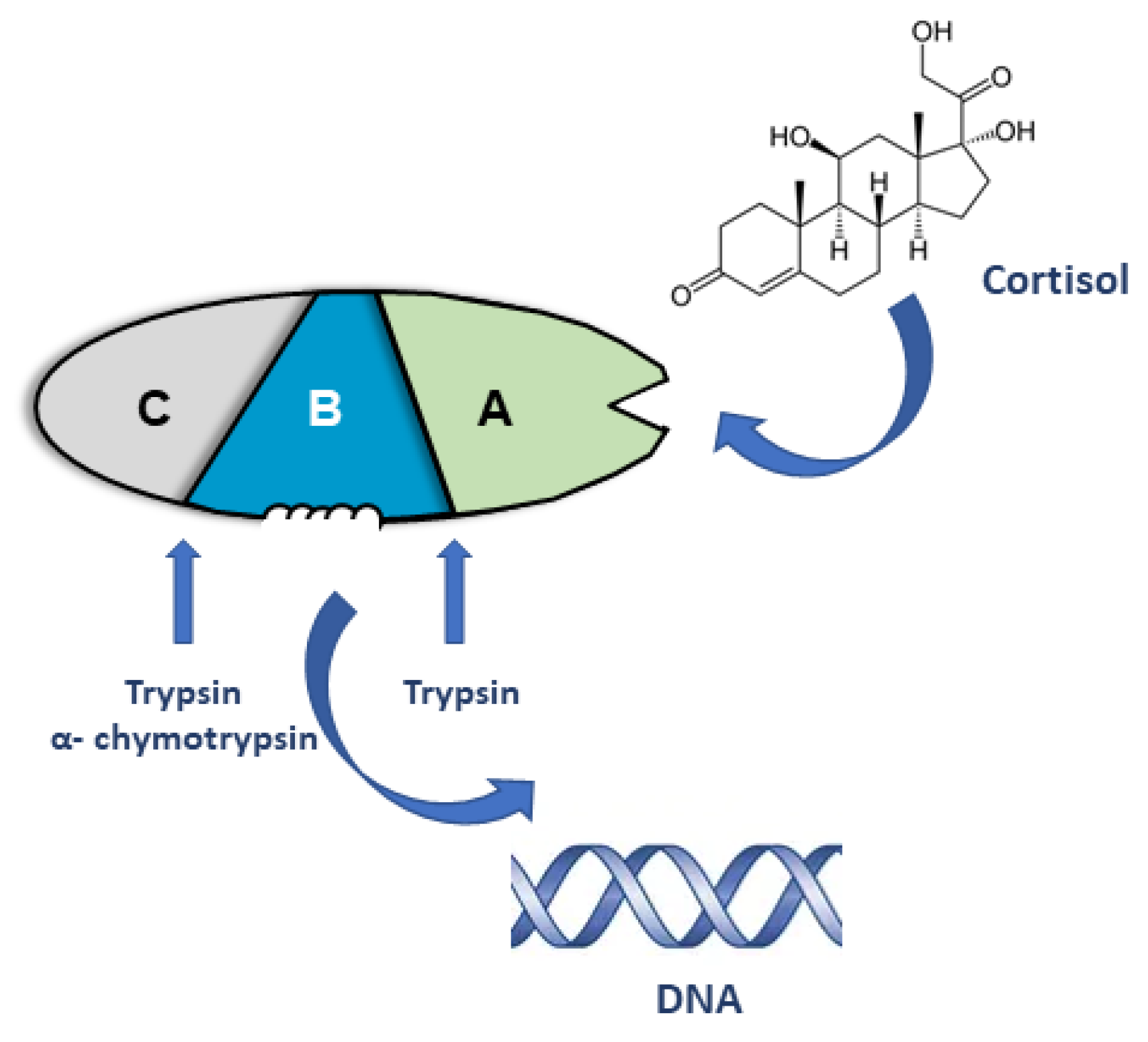 Receptors 02 00011 g001 Receptors 02 00011 g001