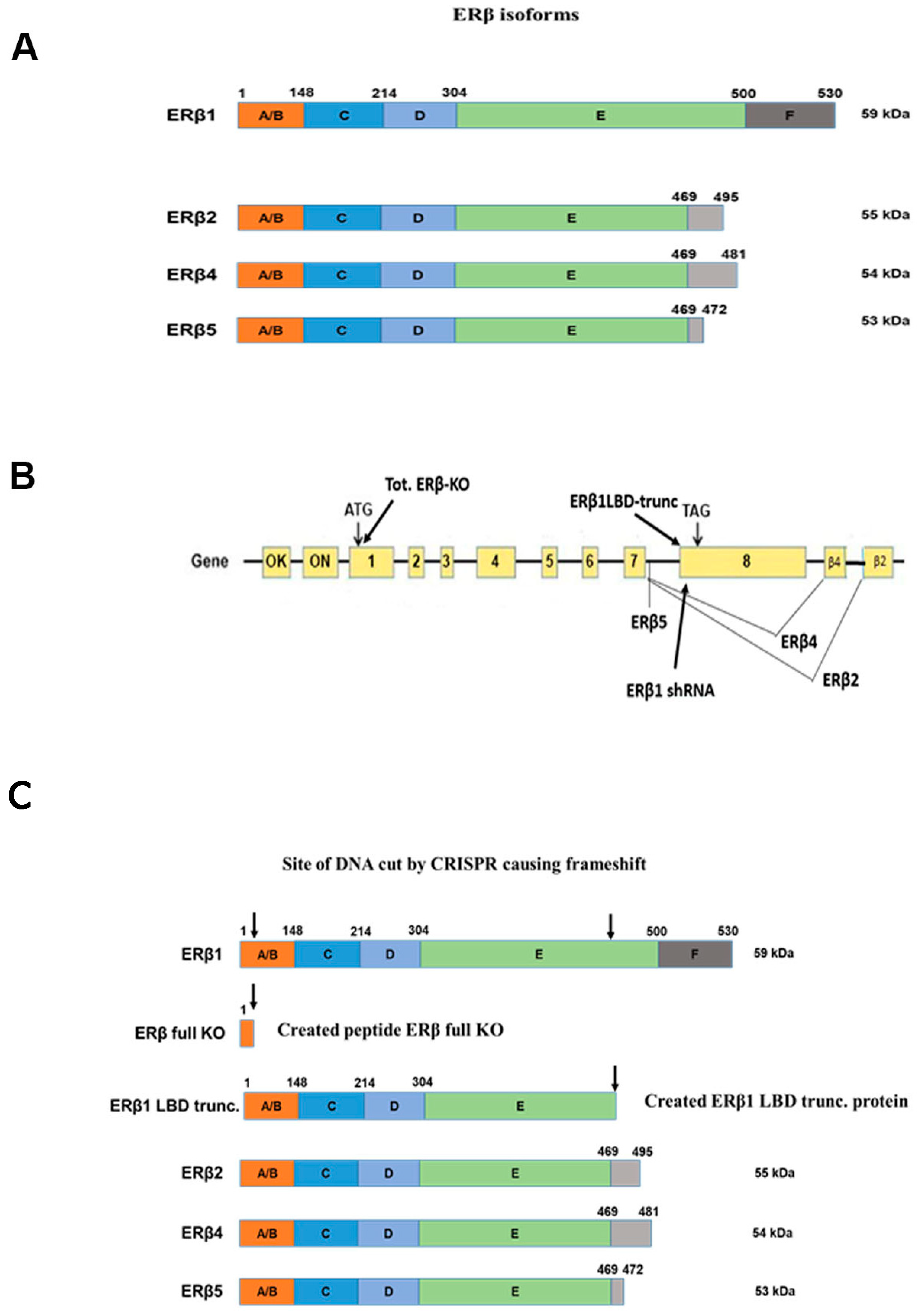 Receptors 02 00012 g001