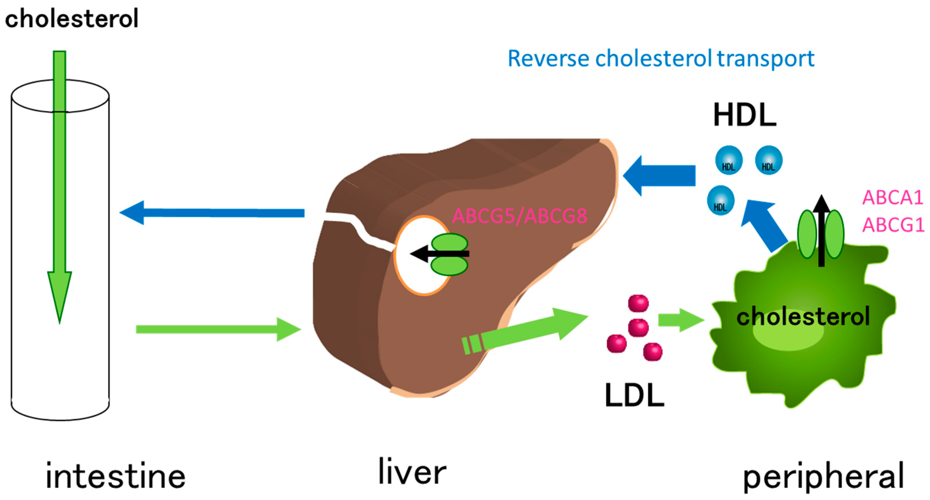 Receptors 02 00014 g001
