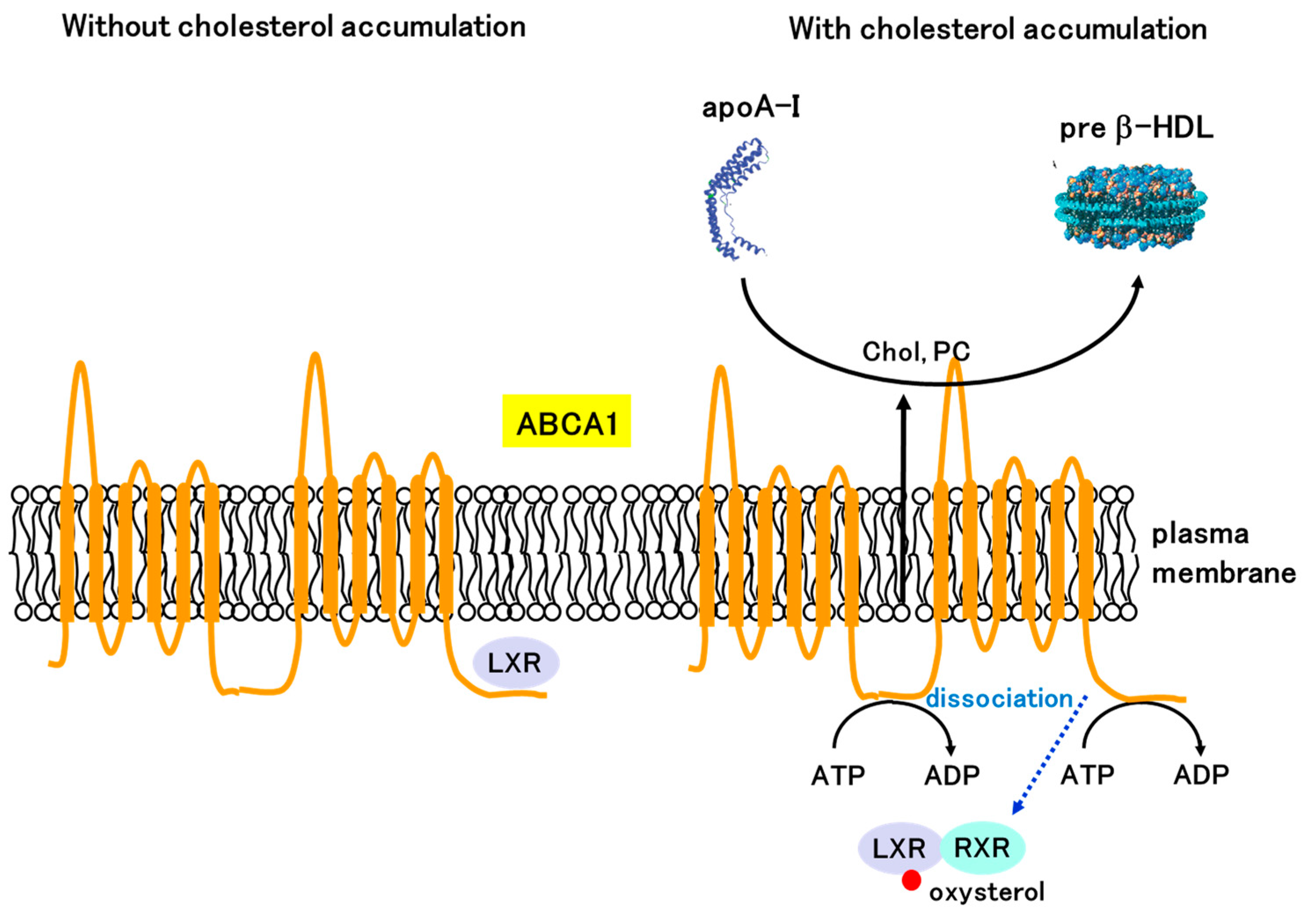 Receptors 02 00014 g005