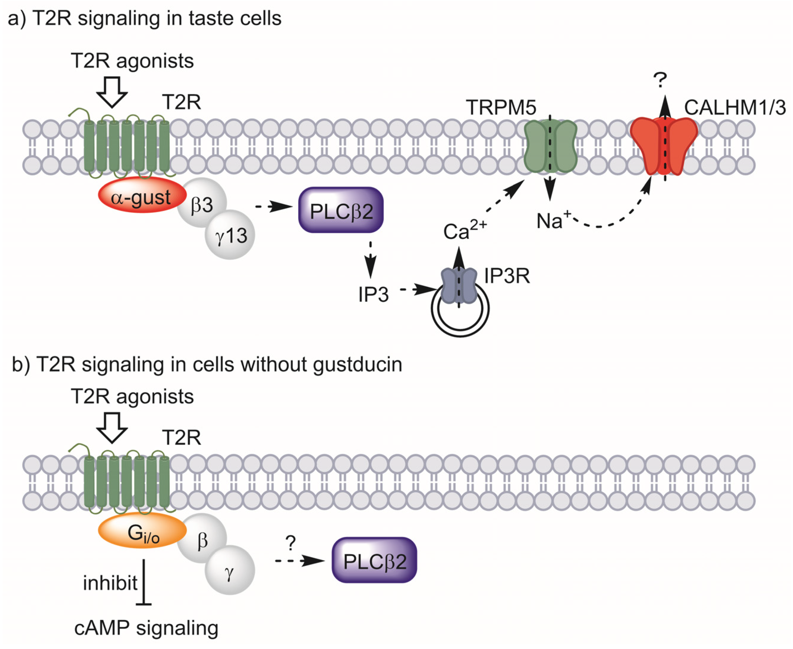 Receptors 02 00017 g002