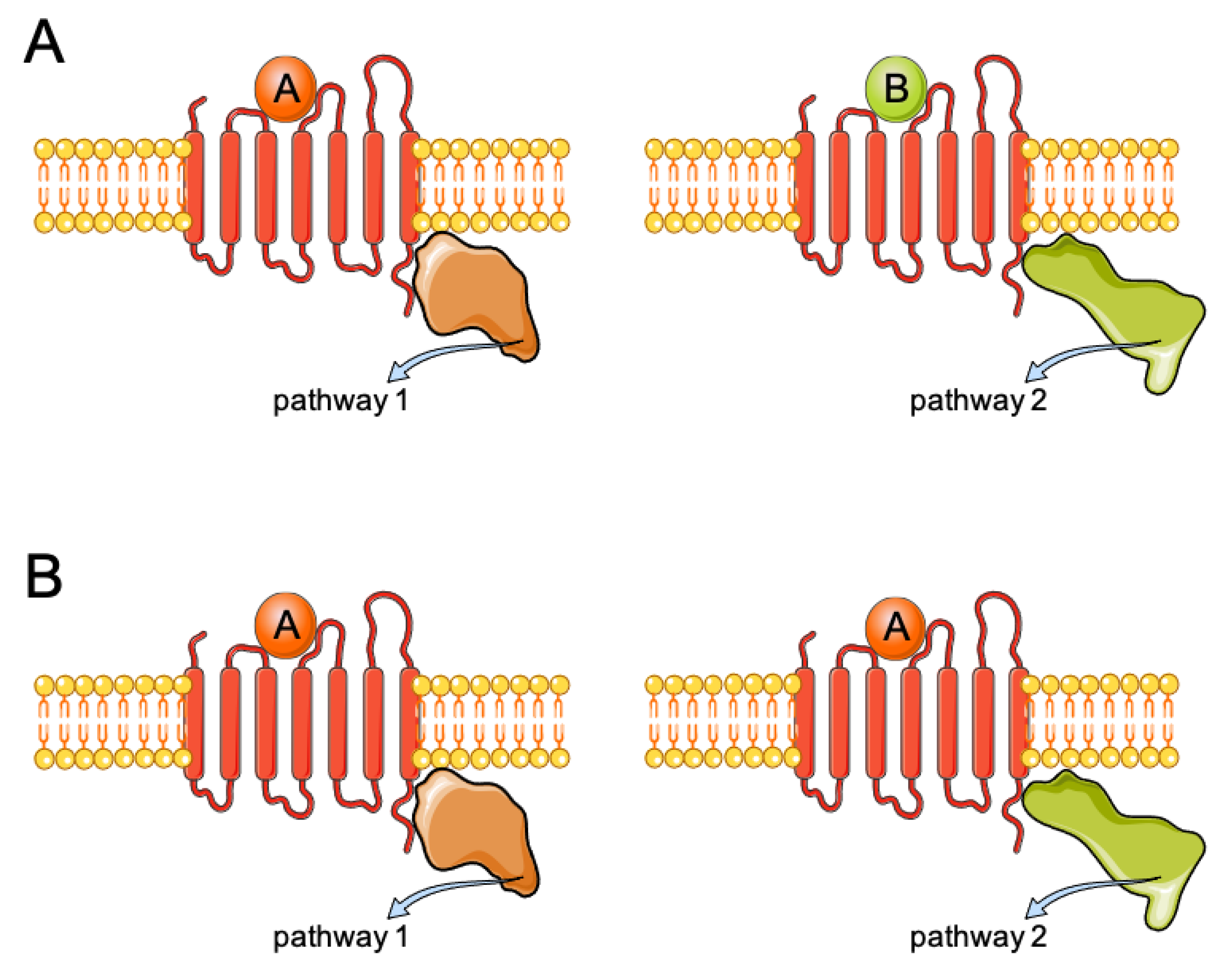 Receptors 03 00002 g001