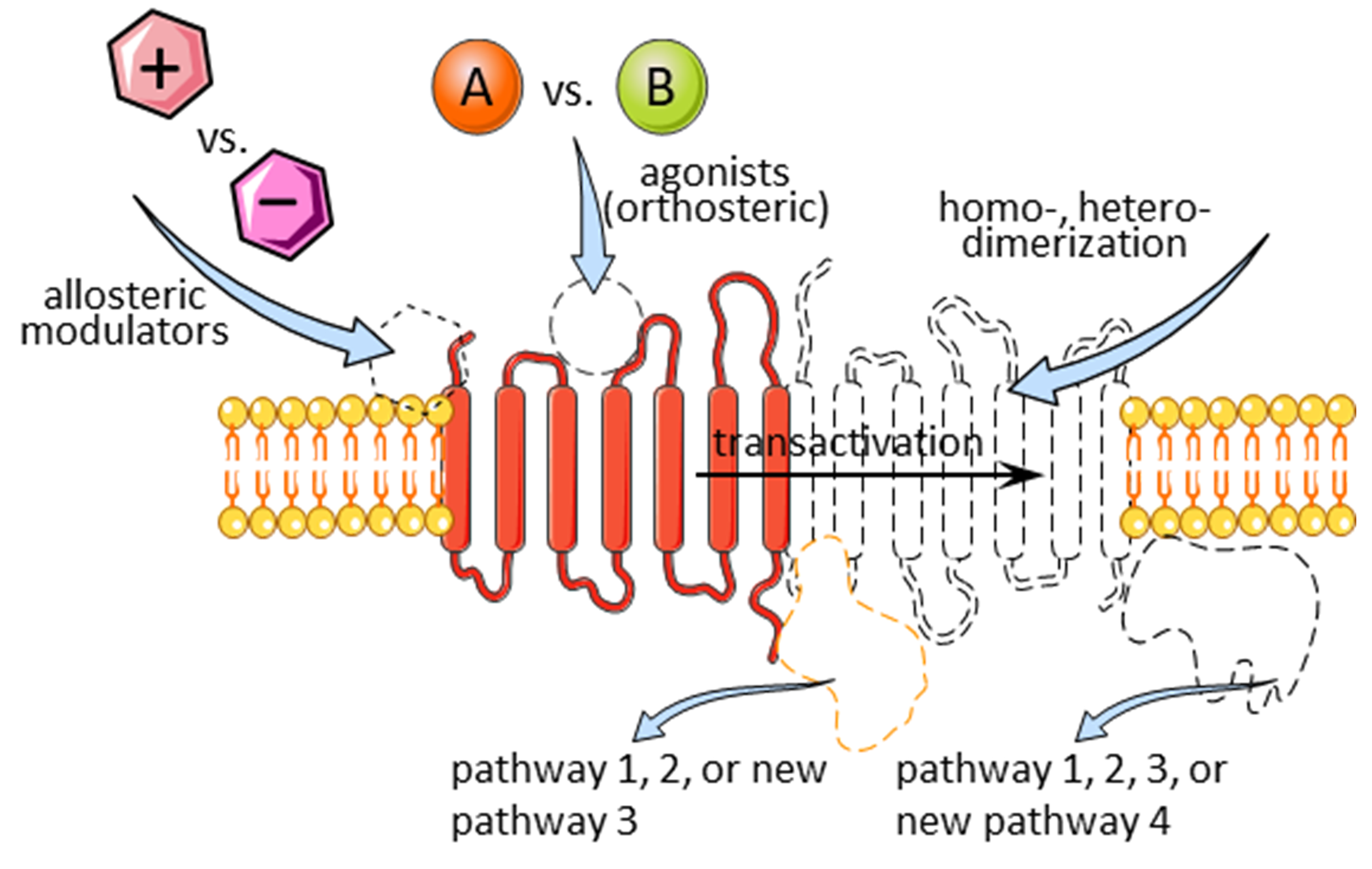Receptors 03 00002 g003
