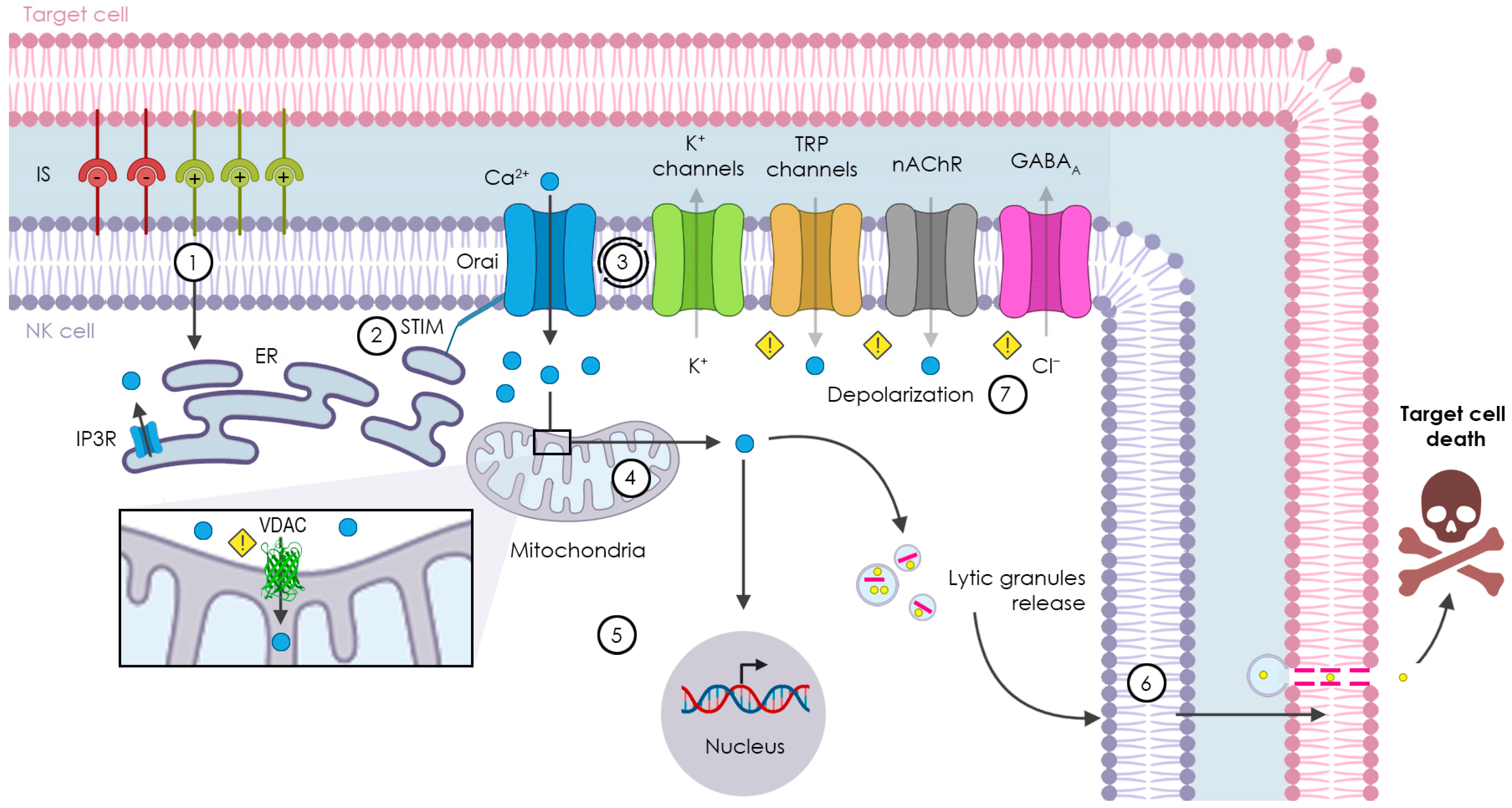 Receptors 03 00007 g003
