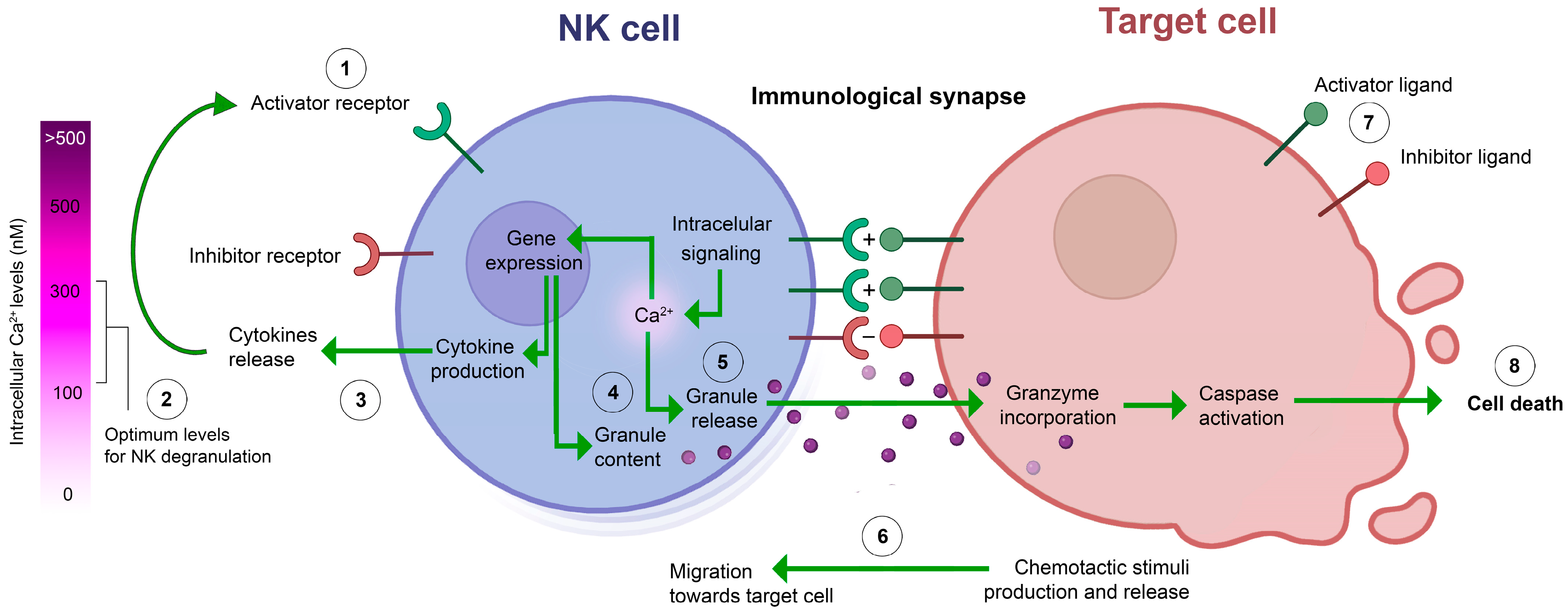 Receptors 03 00007 g005