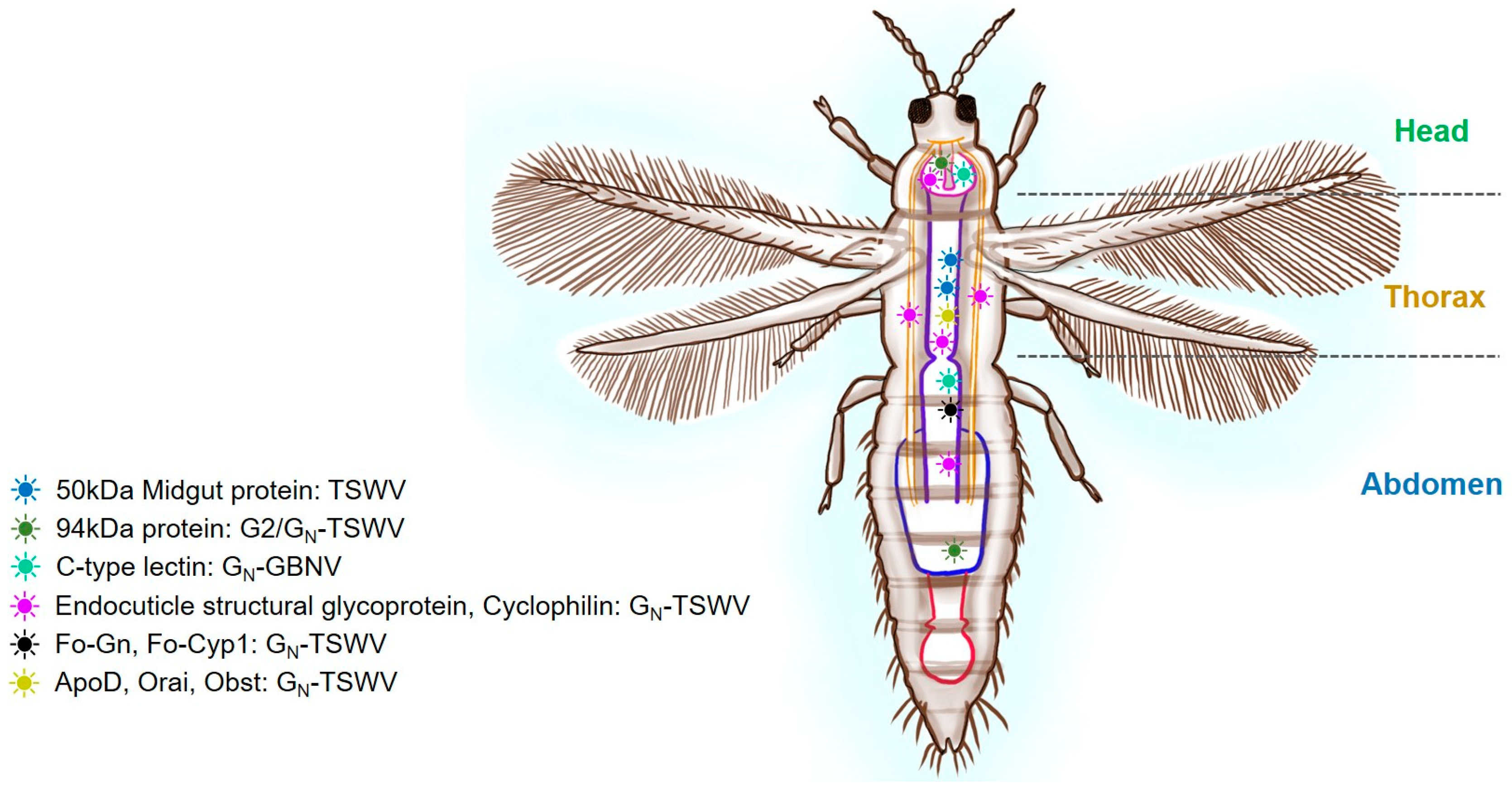 Receptors 03 00013 g004