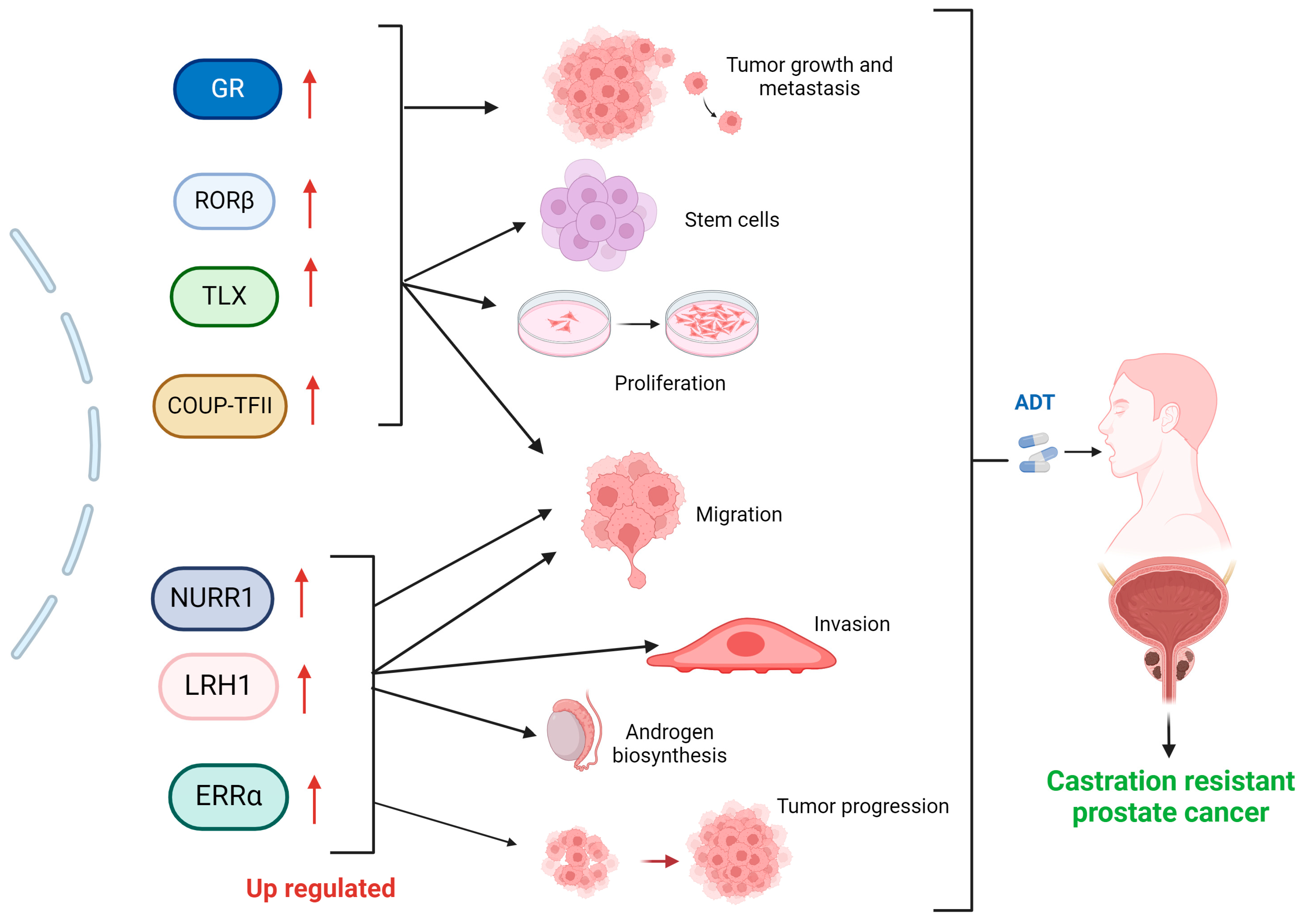 Receptors 03 00022 g001