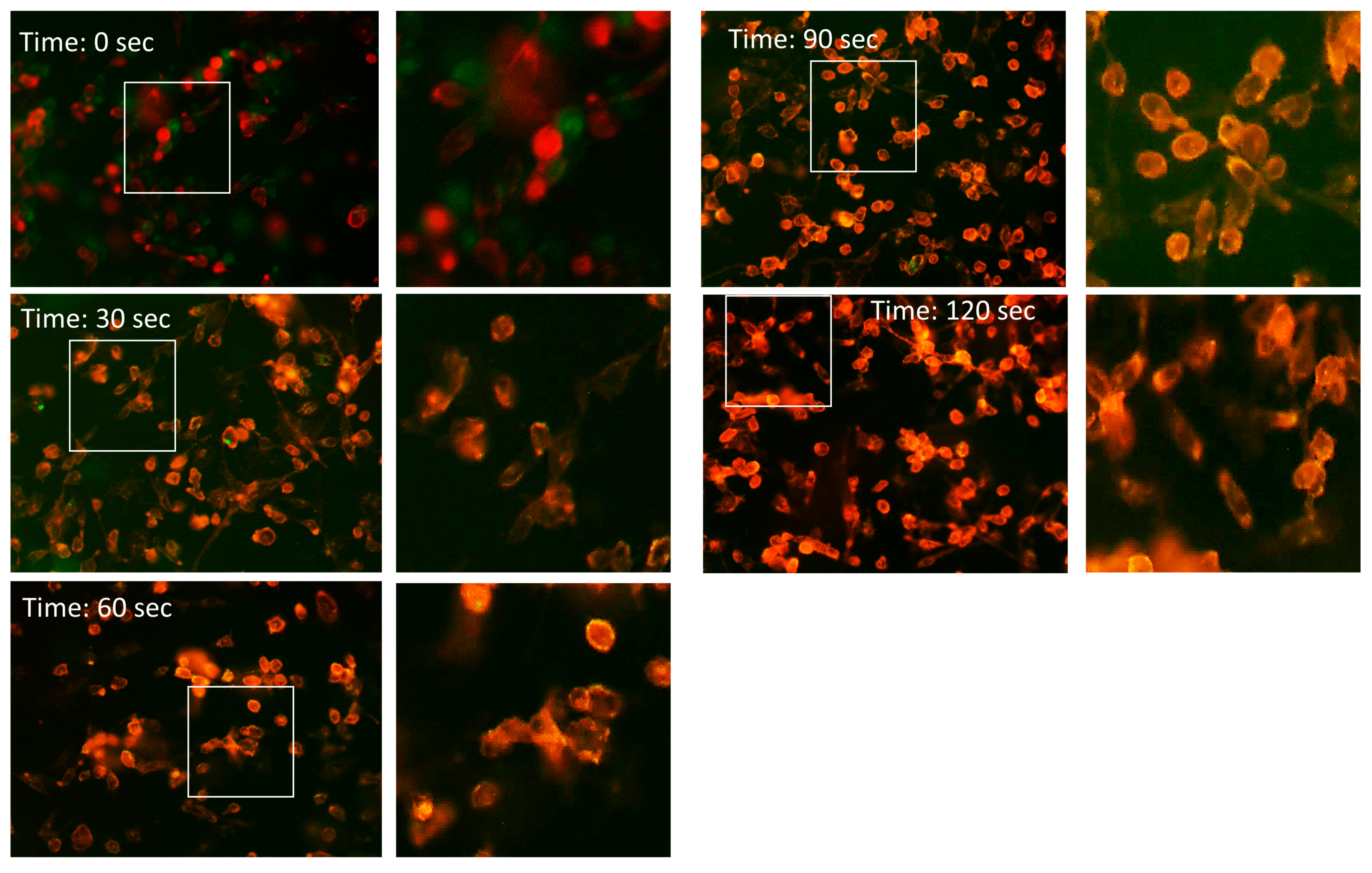 Receptors 03 00023 g003