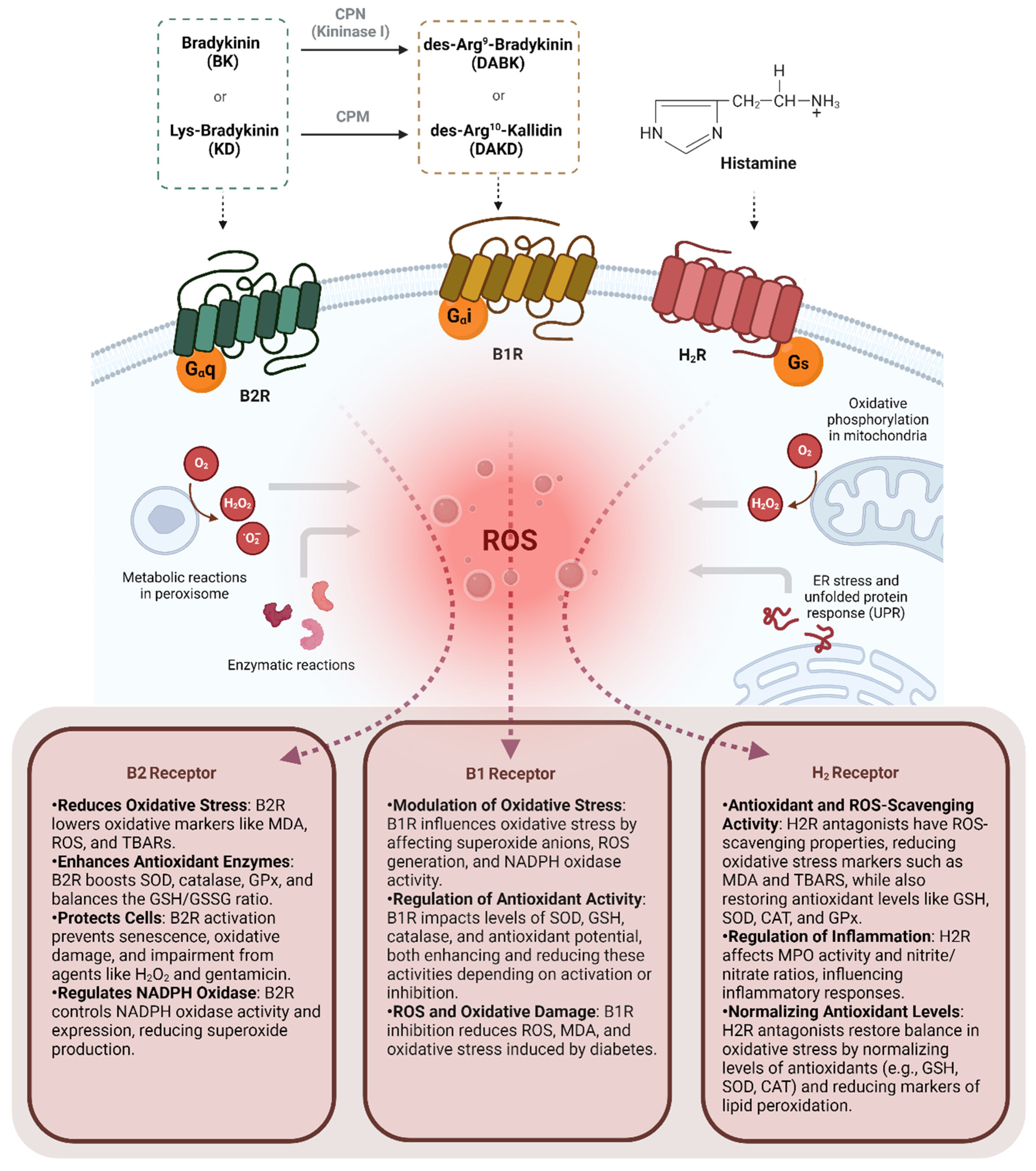 Receptors 03 00026 g002