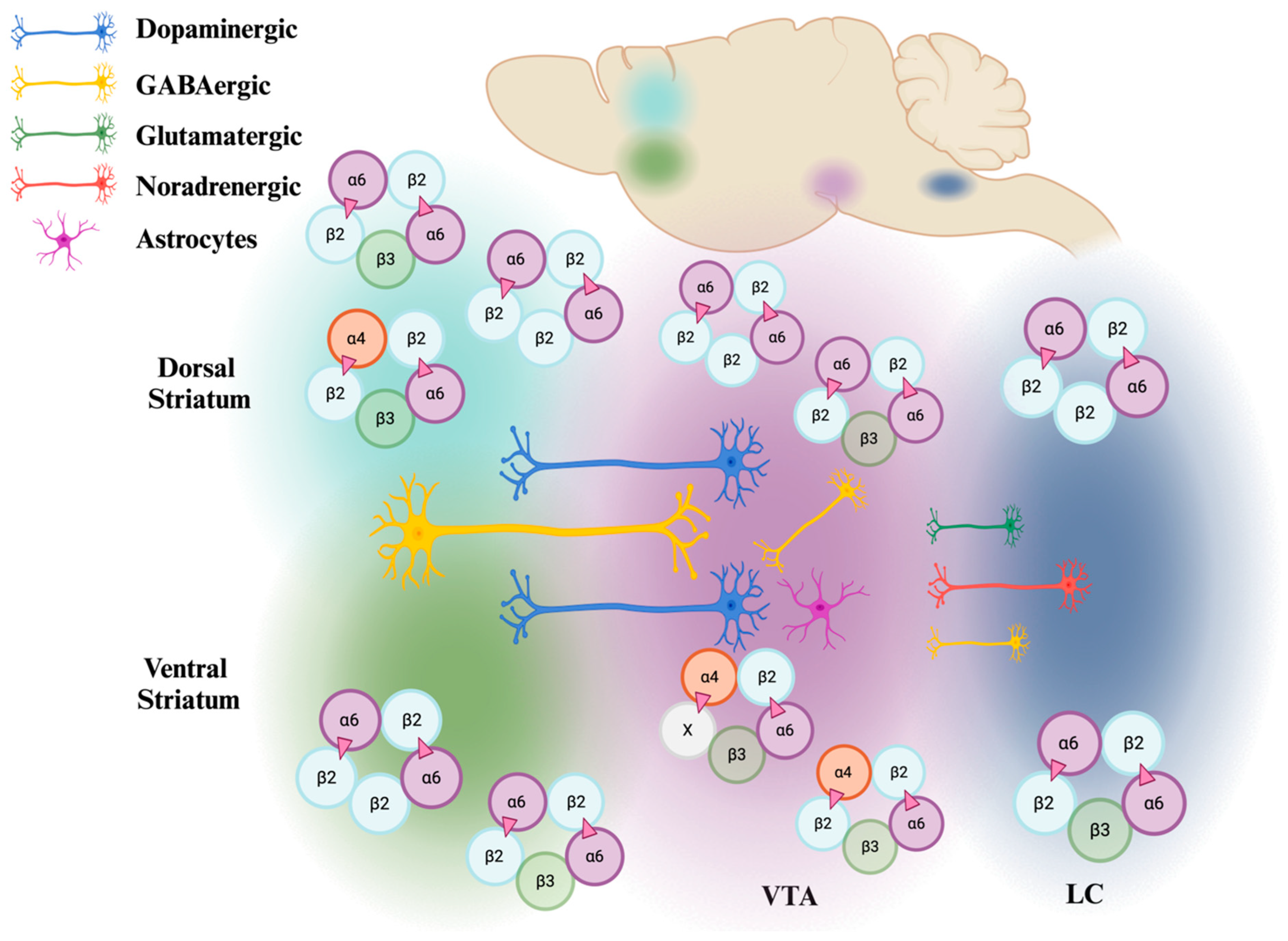Receptors 04 00001 g002 Receptors 04 00001 g002