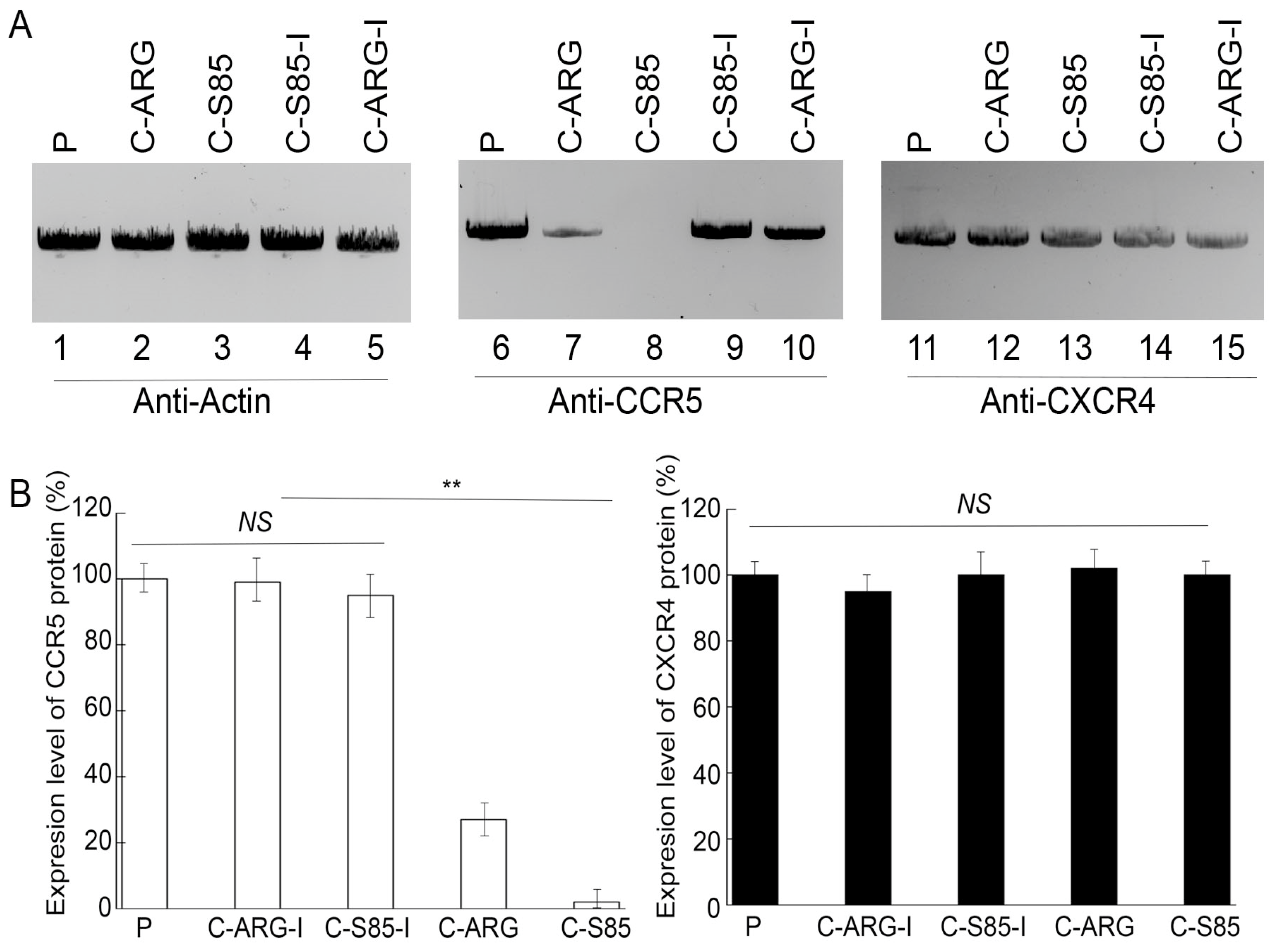 Receptors 04 00003 g004