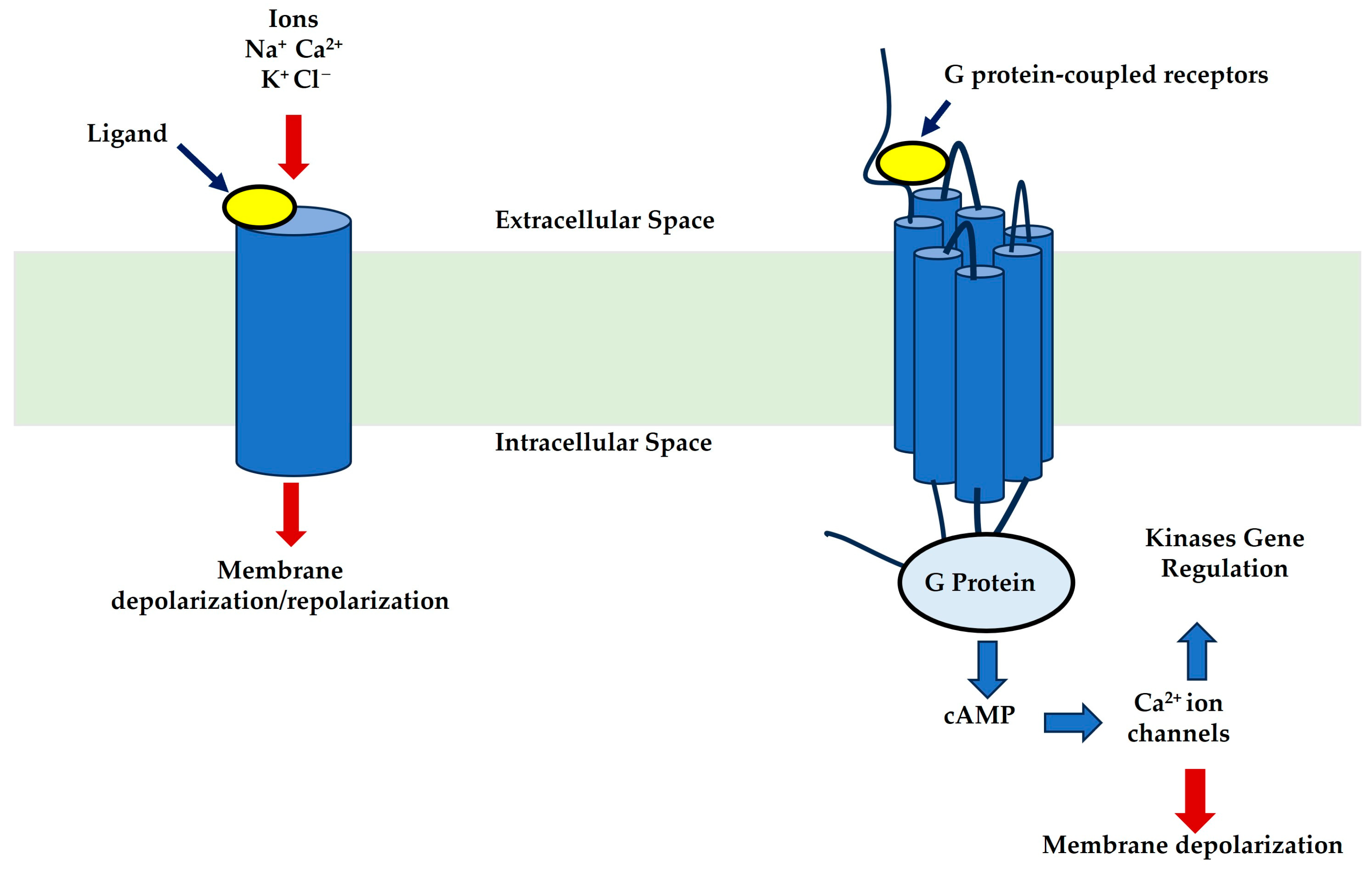 Receptors 04 00009 g003