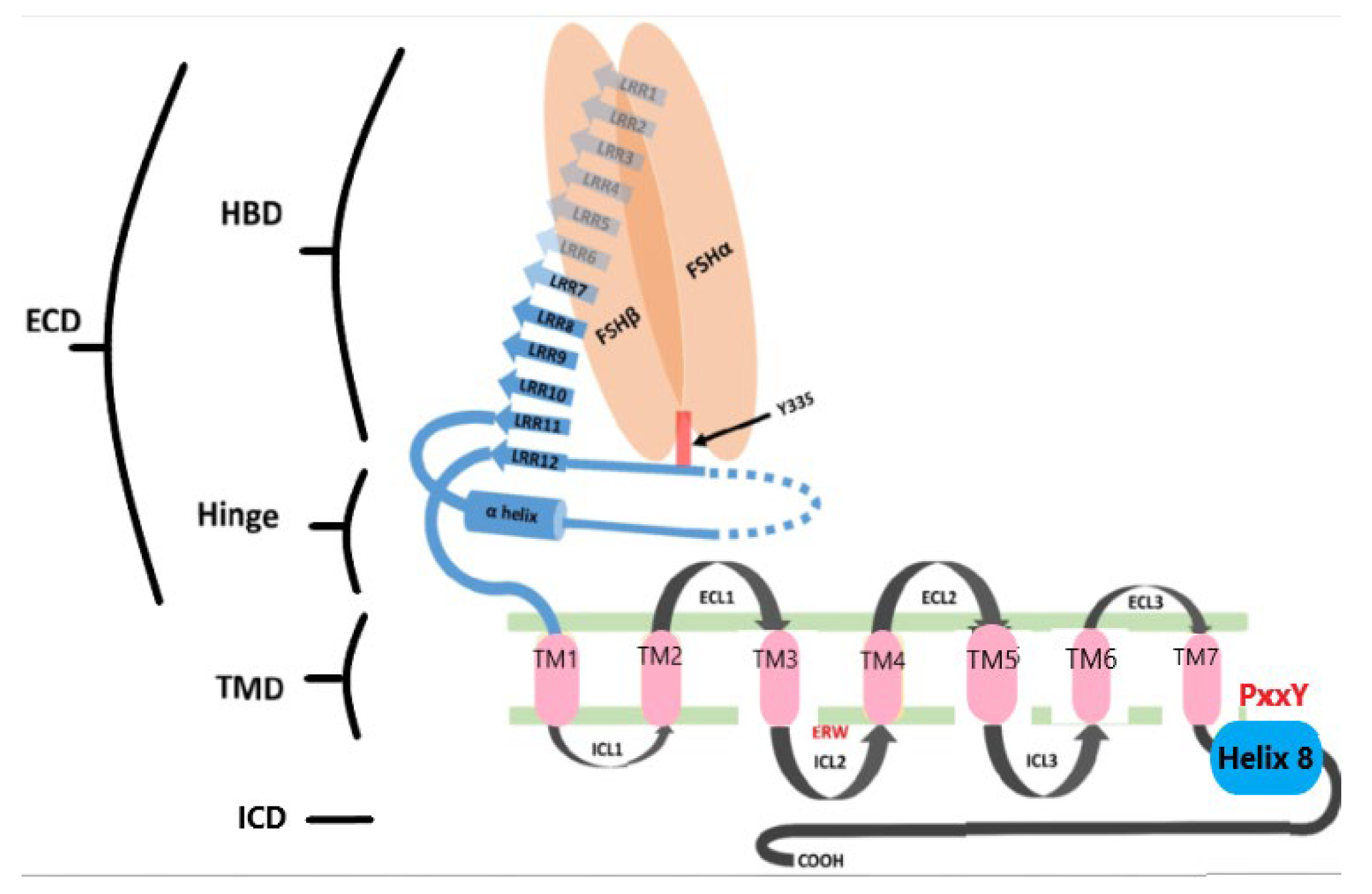 Receptors 04 00016 g003 Receptors 04 00016 g003