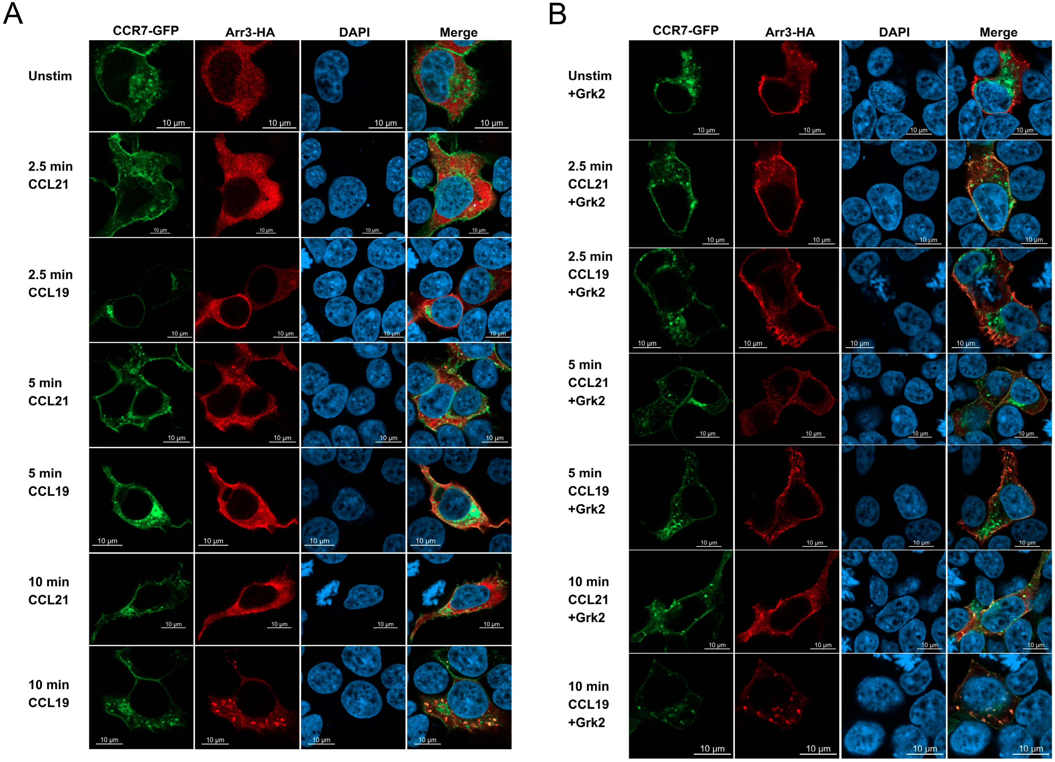 Receptors 04 00017 g003