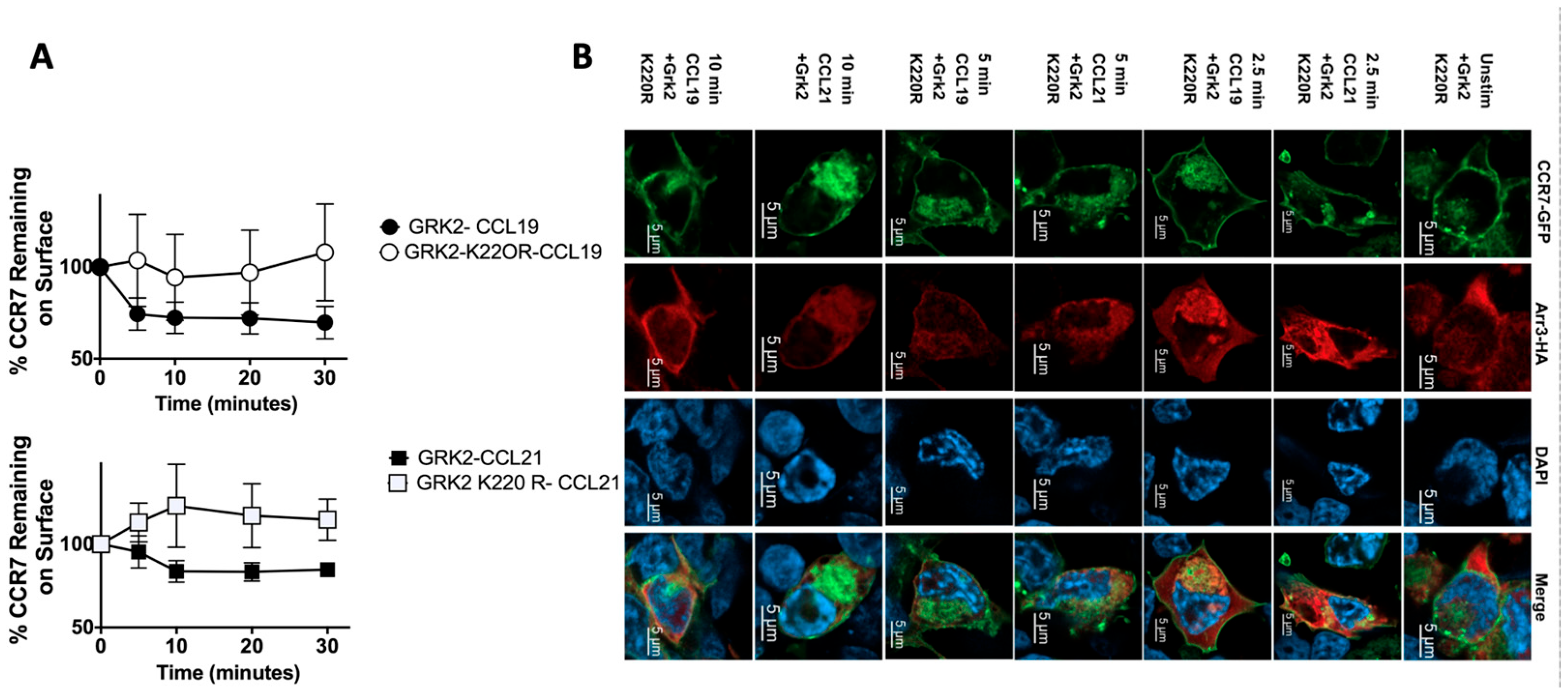 Receptors 04 00017 g004