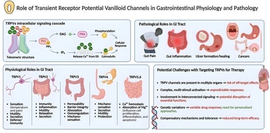 Schematic representation of a TRPV channel showing its tetrameric arrangement, with each subunit comprising six transmembrane segments (S1–S6). The S1–S4 segments form the voltage sensor–like domain, while S5 and S6 from each subunit contribute to the central ion-conducting pore. Cations enter the channel through the outer pore (red arrow) passing through the central pore and the inner pore sequentially.