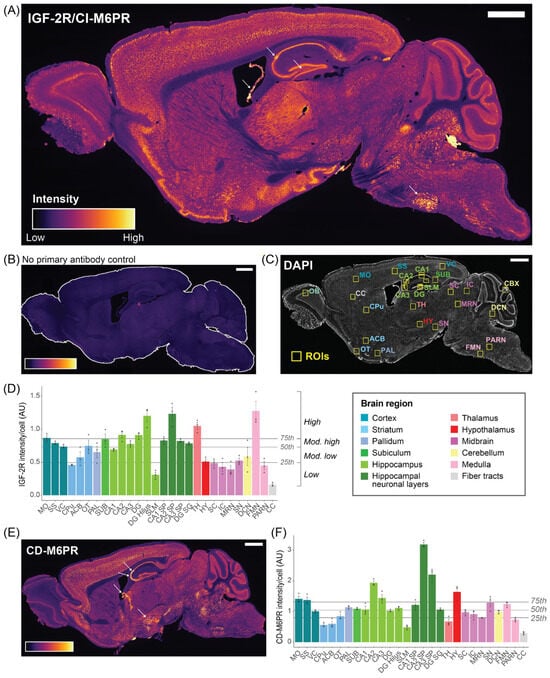 IGF-2R is detected throughout the mouse brain at differing levels across regions. (A) Representative 10× widefield image of IGF-2R immunofluorescent staining intensity in a sagittal section of adult mouse brain. Arrows indicate the ROIs with the highest staining intensities, including choroid plexus. All scale bars = 1 mm. (B) Representative image of background staining intensity in control sections, which lacked the primary antibody. (C) DAPI staining of the brain section in (A) for nuclei counting, annotated with ROIs. Annotations and color codes correspond to regions in the Allen Brain Atlas [29]. In the hippocampus (green labels), additional smaller ROIs (inner rectangles) indicate layers within subfields, i.e., the stratum pyramidale in CA1–3, and the stratum granulosum (top) and hilus (bottom) in the dentate gyrus (DG). (D) Mean IGF-2R staining intensity in arbitrary units (AU) divided by DAPI+ cell counts in each ROI (N = 3 anti-IGF-2R, N = 2 Control). Data are presented as mean ± SEM and points correspond to individual subject means. Olfactory bulb (OB) and cerebellar cortex (CBX) were excluded as high cell density precluded accurate quantification of cell number by DAPI+ staining. Quartiles classifying the distribution into low, moderately (mod.) low, moderately high, and high intensity levels are indicated (25th, 50th, and 75th percentiles). (E) Representative image of CD-M6PR immunostaining intensity. Arrows indicate the ROIs with the highest staining intensities, including choroid plexus. (F) Mean CD-M6PR intensity/cell in each ROI, with quartiles indicated as in (D) (N = 3 anti-CD-M6PR, N = 2 Control). OB—Olfactory Bulb; MO—Somatomotor Cortex; SS—Somatosensory Cortex; VC—Visual Cortex; CPu—Caudoputamen; ACB—Nucleus Accumbens; OT—Olfactory Tubercle; PAL—Pallidum; SUB—Subiculum; CA1–3—Cornu Ammonis 1–3; DG—Dentate Gyrus; SLM—Stratum Lacunosum Moleculare; SP—Stratum Pyramidale; SG—Stratum Granulosum; TH—Thalamus; HY—Hypothalamus; SC—Superior Colliculus; IC—Inferior Colliculus; MRN—Midbrain Reticular Nucleus; SN—Substantia Nigra; CBX—Cerebellar Cortex; DCN—Deep Cerebellar Nuclei; FMN—Facial Motor Nucleus; PARN—Parvicellular Reticular Nucleus; CC—Corpus Callosum.