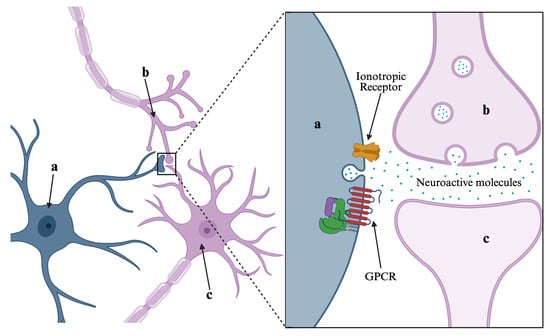 Tripartite synapse between (a) astrocyte, (b) presynaptic neuron and (c) postsynaptic neuron. Neuroactive molecules are released into the synaptic cleft and may bind to receptor proteins expressed on the membrane of the perisynaptic astrocyte [27].