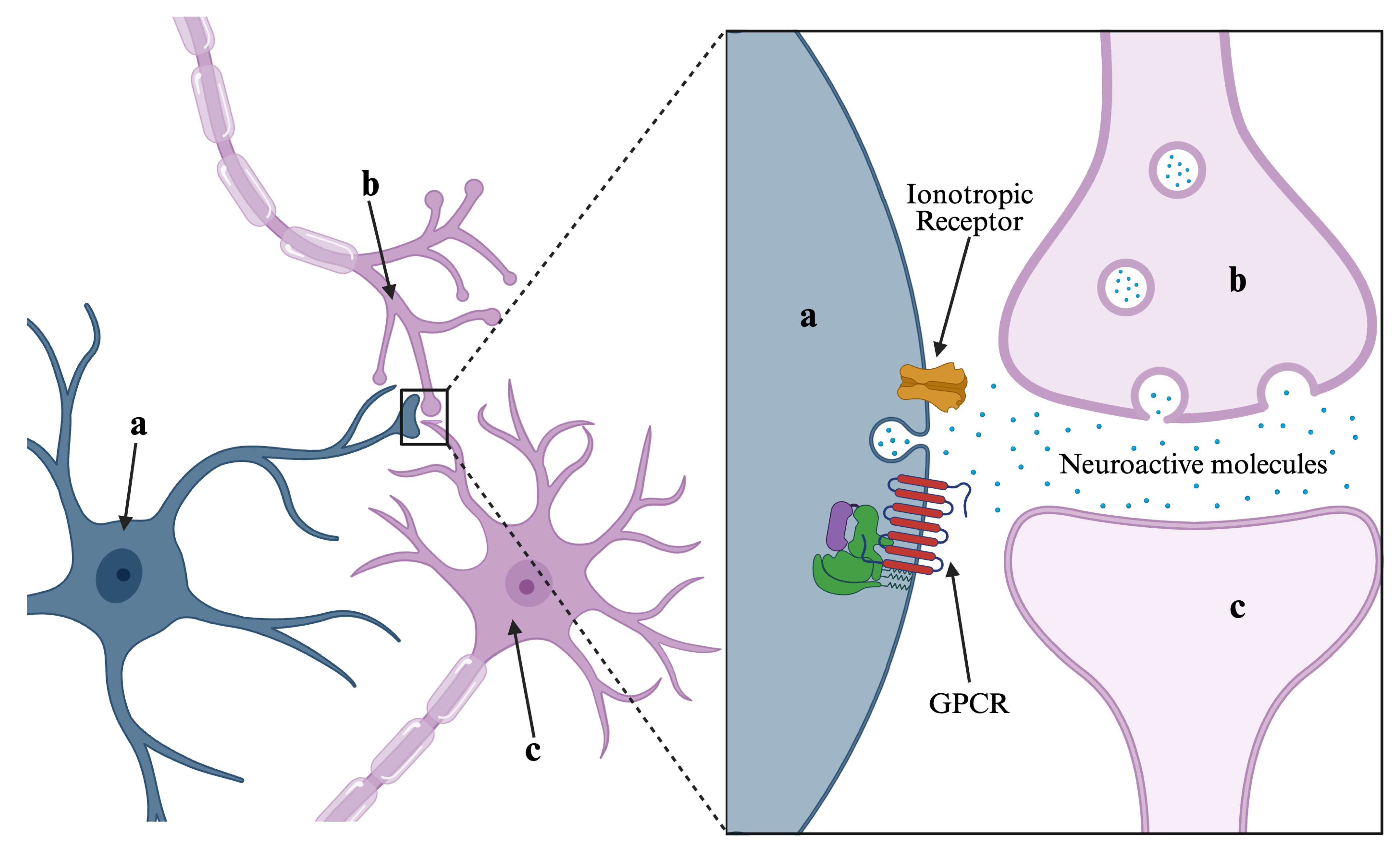 Receptors 05 00002 g001