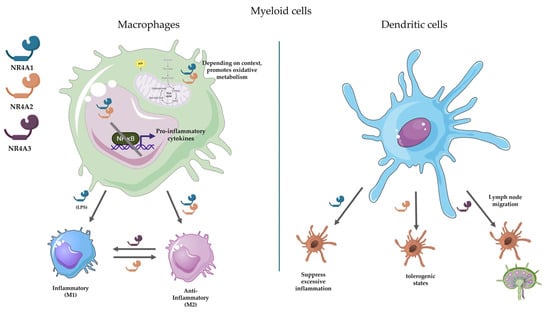 Regulatory roles of NR4A receptors in macrophages and DCs. Macrophages and DCs utilise NR4A receptors (NR4A1, NR4A2, NR4A3) to fine-tune immune responses. In macrophages, NR4A1 suppresses NF-κB activity (except for TNF-α) and reprograms metabolism (e.g., via SDH and TCA cycle) to restrain inflammation, while promoting M2-like polarisation. Furthermore, NR4A2 inhibits TLR4-induced inflammation via SUMOylation-mediated NF-κB/p65 displacement and enhances M2 polarisation, while NR4A3 promotes monocyte adhesion in atherosclerosis and modulates M1/M2 marker expression (e.g., suppresses IL-10 in M2 macrophages). In DCs, NR4A1 limits hyperinflammatory cytokine production (IL-6, TNFα) and T-cell stimulation, with NR4A2 driving a tolerogenic DC differentiation and Treg expansion. By its part, NR4A3 facilitates CCR7-dependent DC migration to lymph nodes and monocyte-to-DC differentiation. Figure created with BioRender.com and Servier Medical Art.