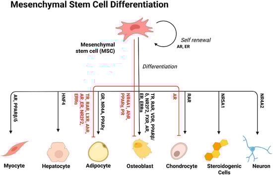 Mesenchymal stem cell differentiation and corresponding nuclear receptor signaling pathways. Black arrows correspond to nuclear receptors that positively control MSC differentiation, and red inhibitory arrows indicate nuclear receptors that negatively impact MSC differentiation into their respective cell types.