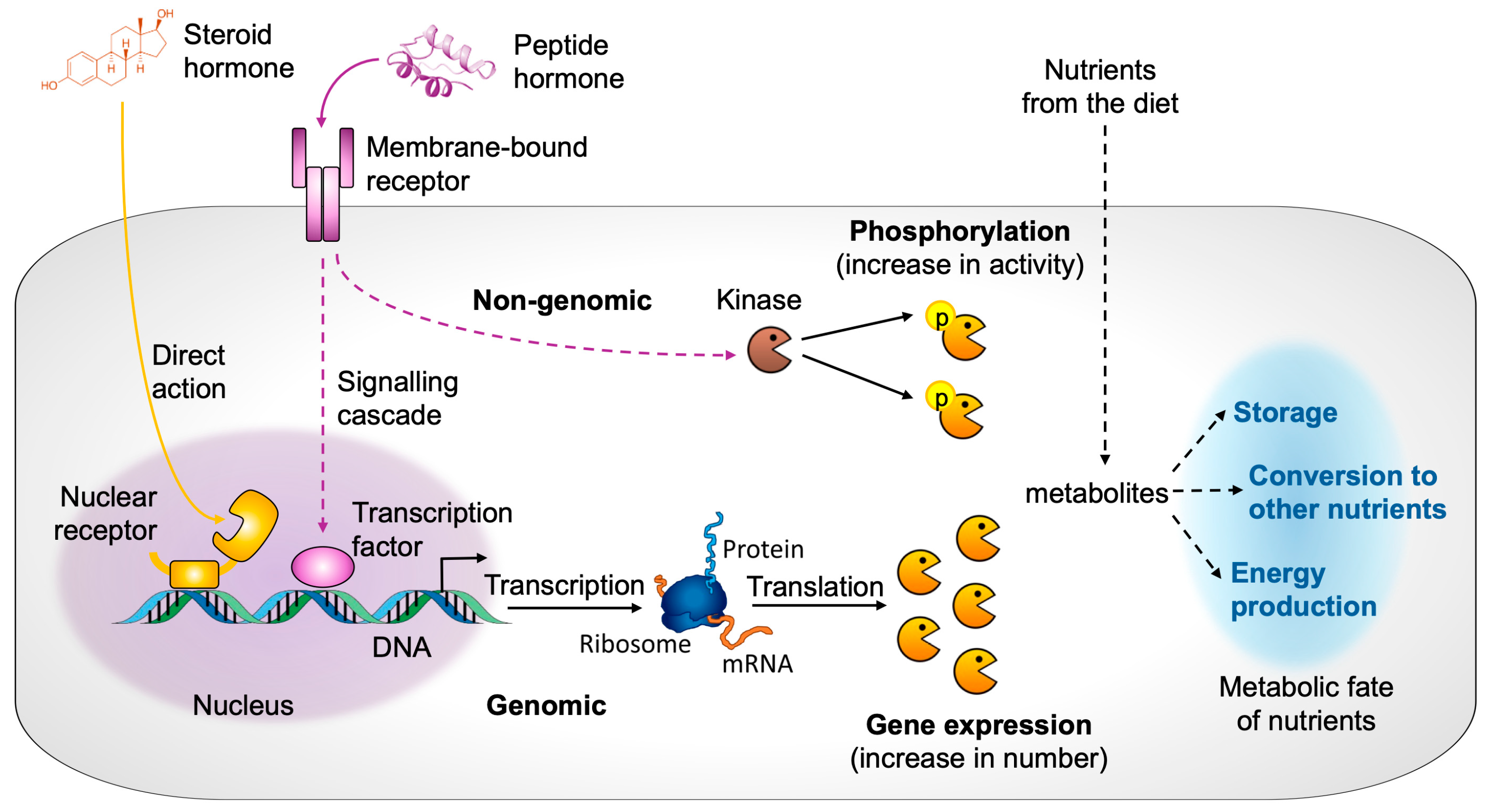 Receptors 05 00012 g001