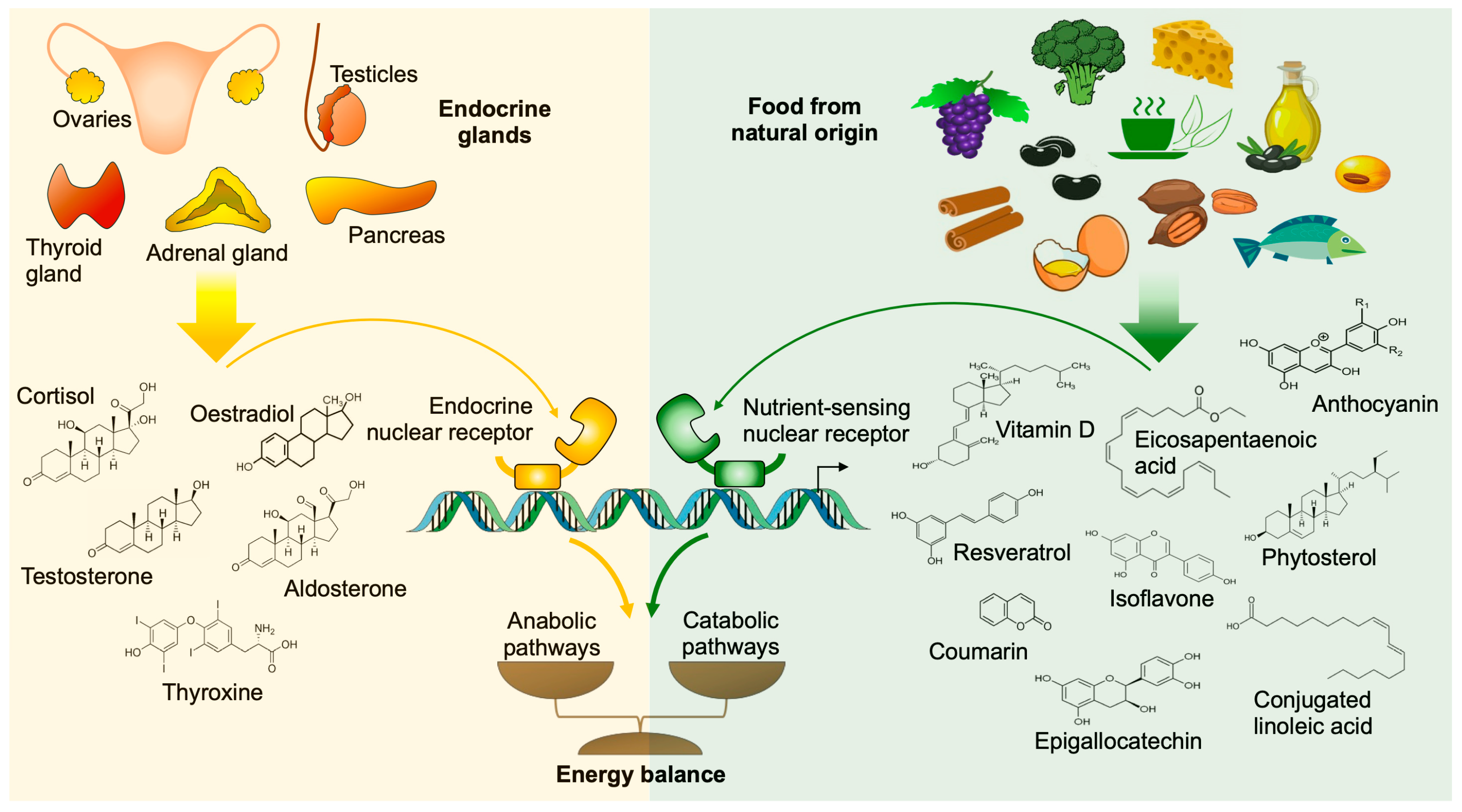 Receptors 05 00012 g002
