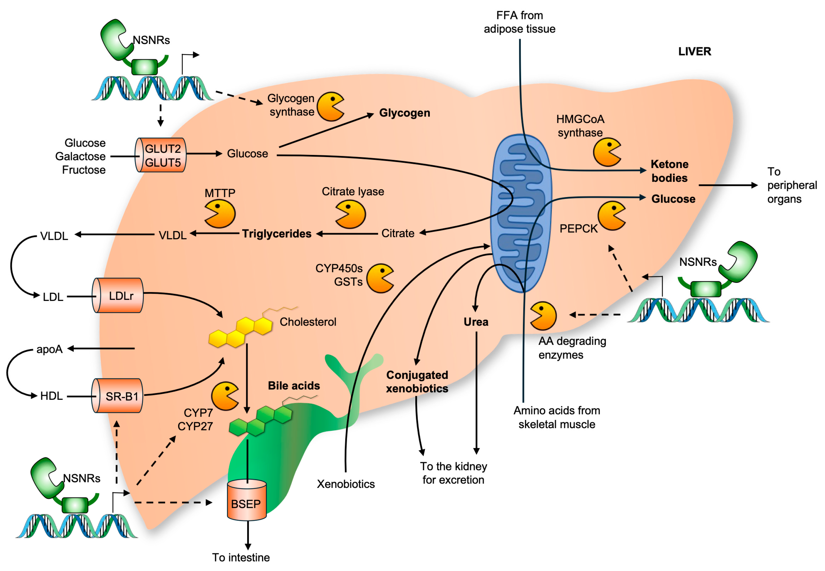 Receptors 05 00012 g003