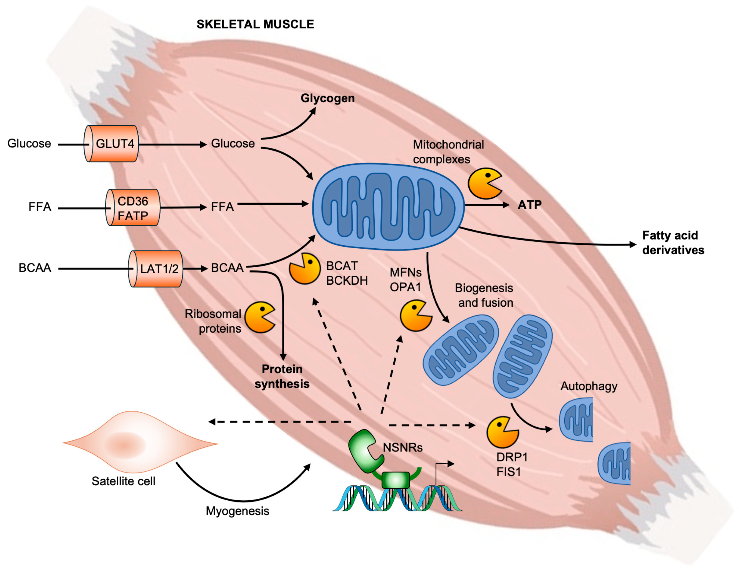Receptors 05 00012 g004