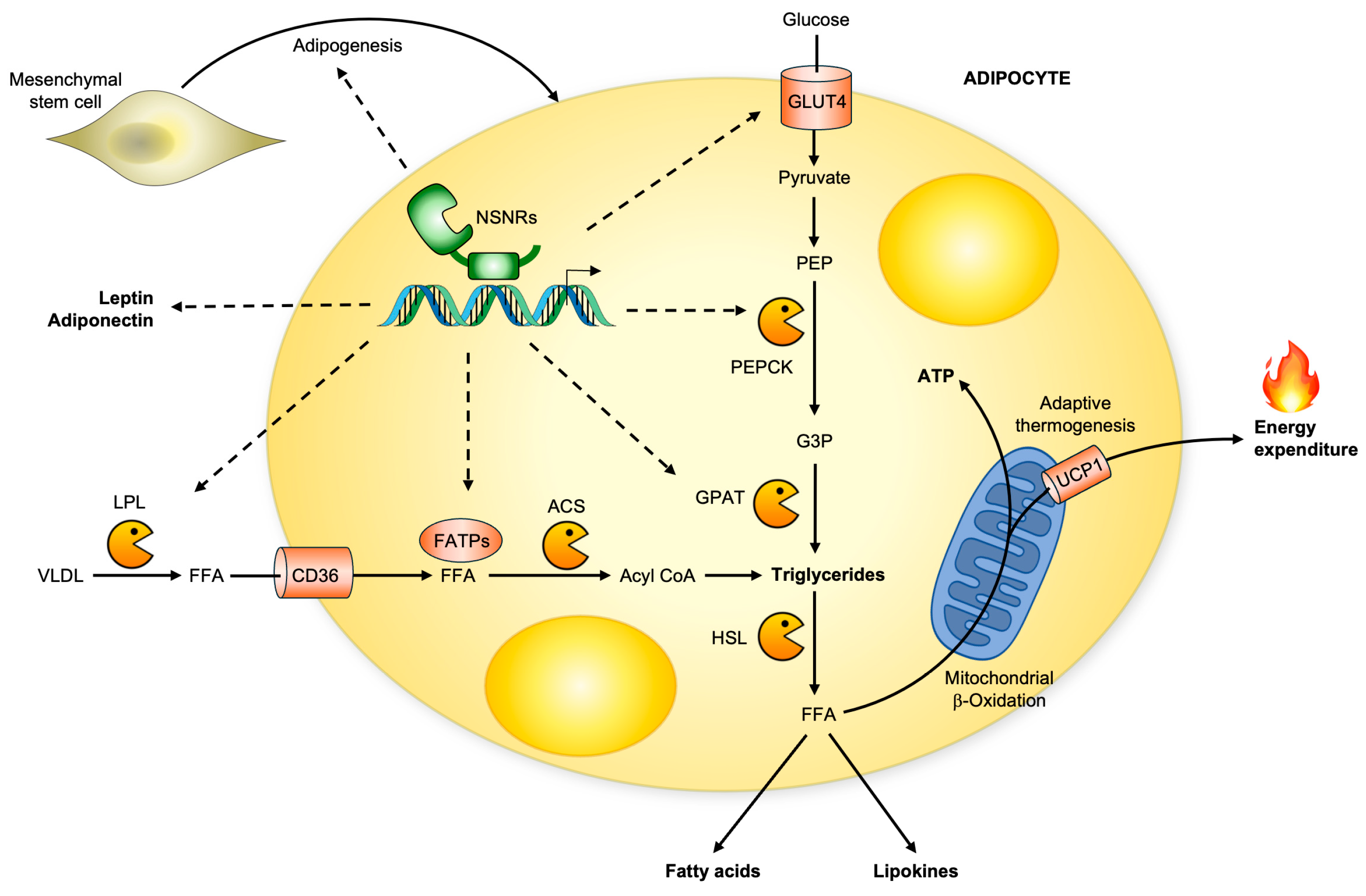 Receptors 05 00012 g005