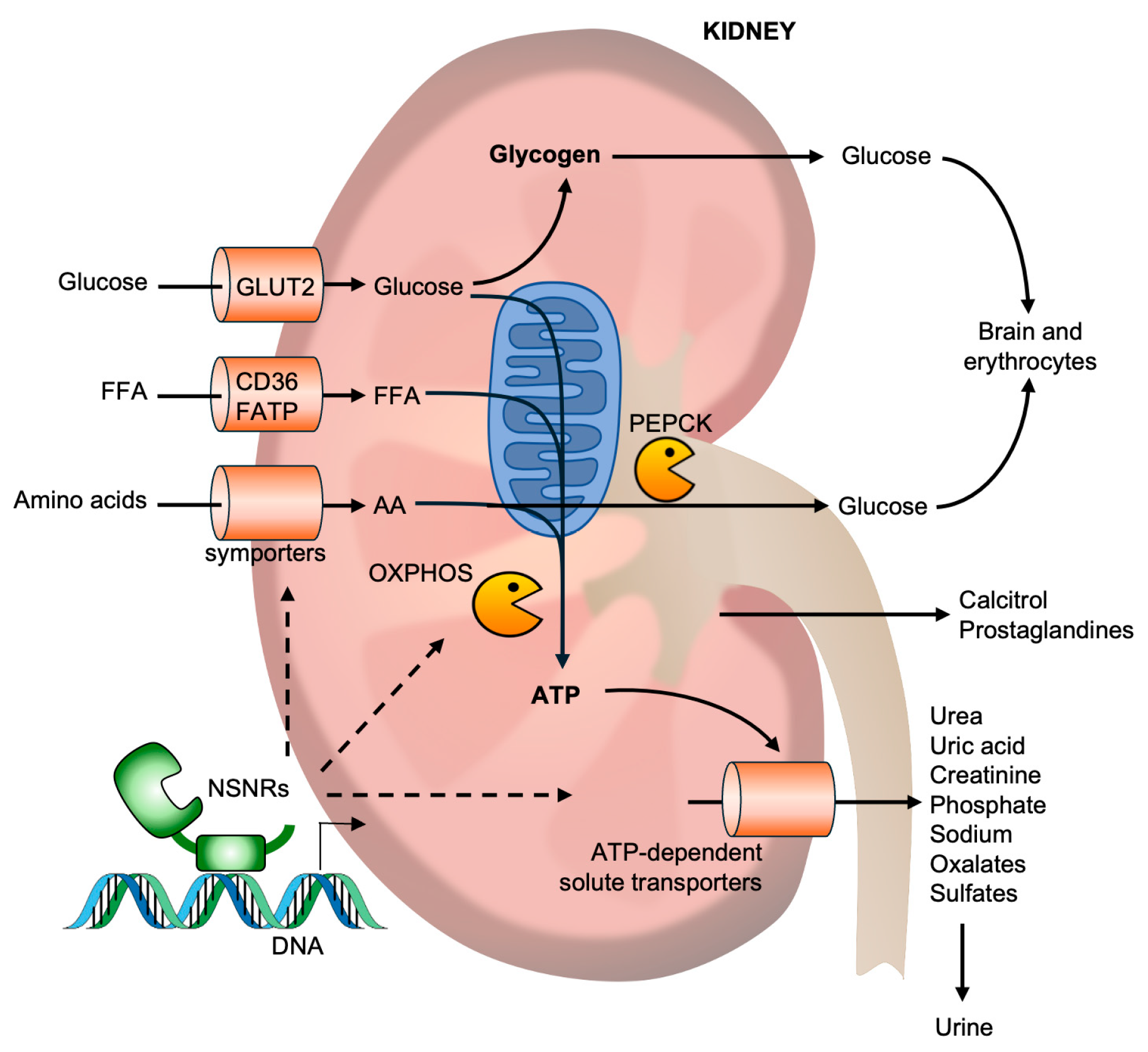 Receptors 05 00012 g006