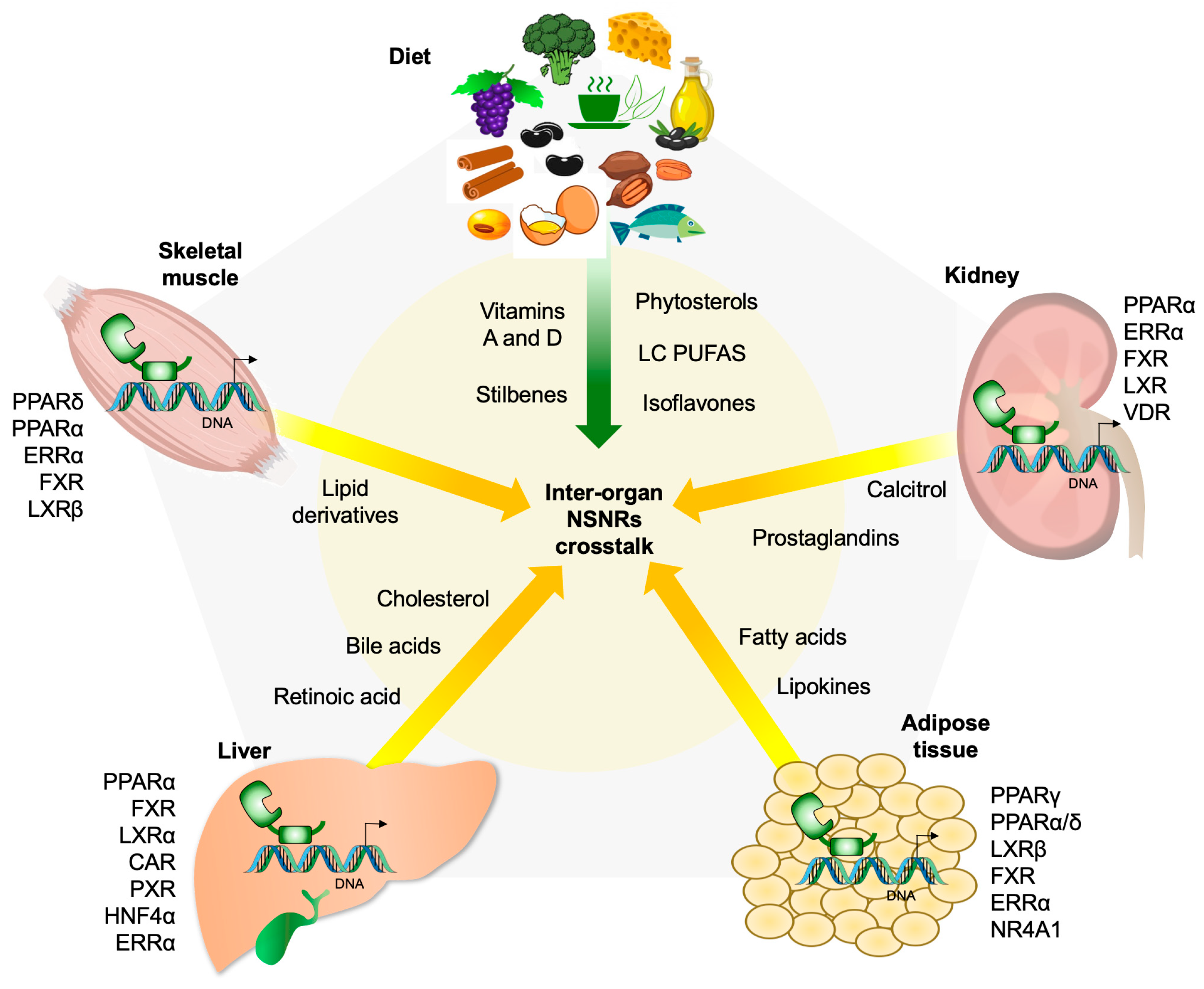 Receptors 05 00012 g009