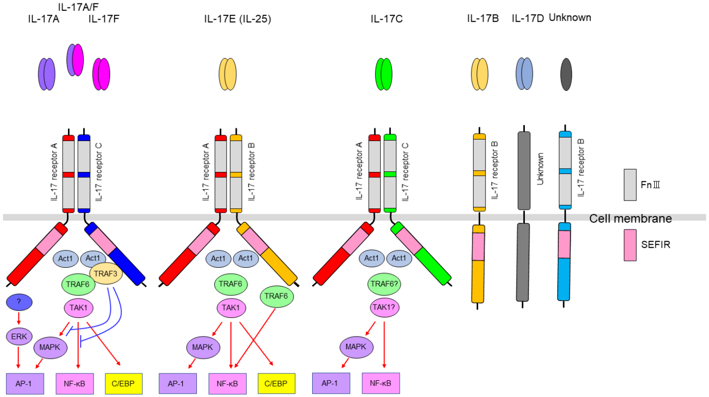 Receptors 05 00016 g002 Receptors 05 00016 g002