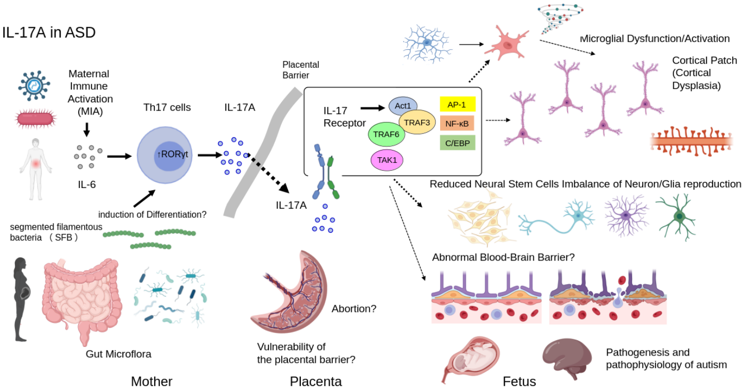 Receptors 05 00016 g003 Receptors 05 00016 g003