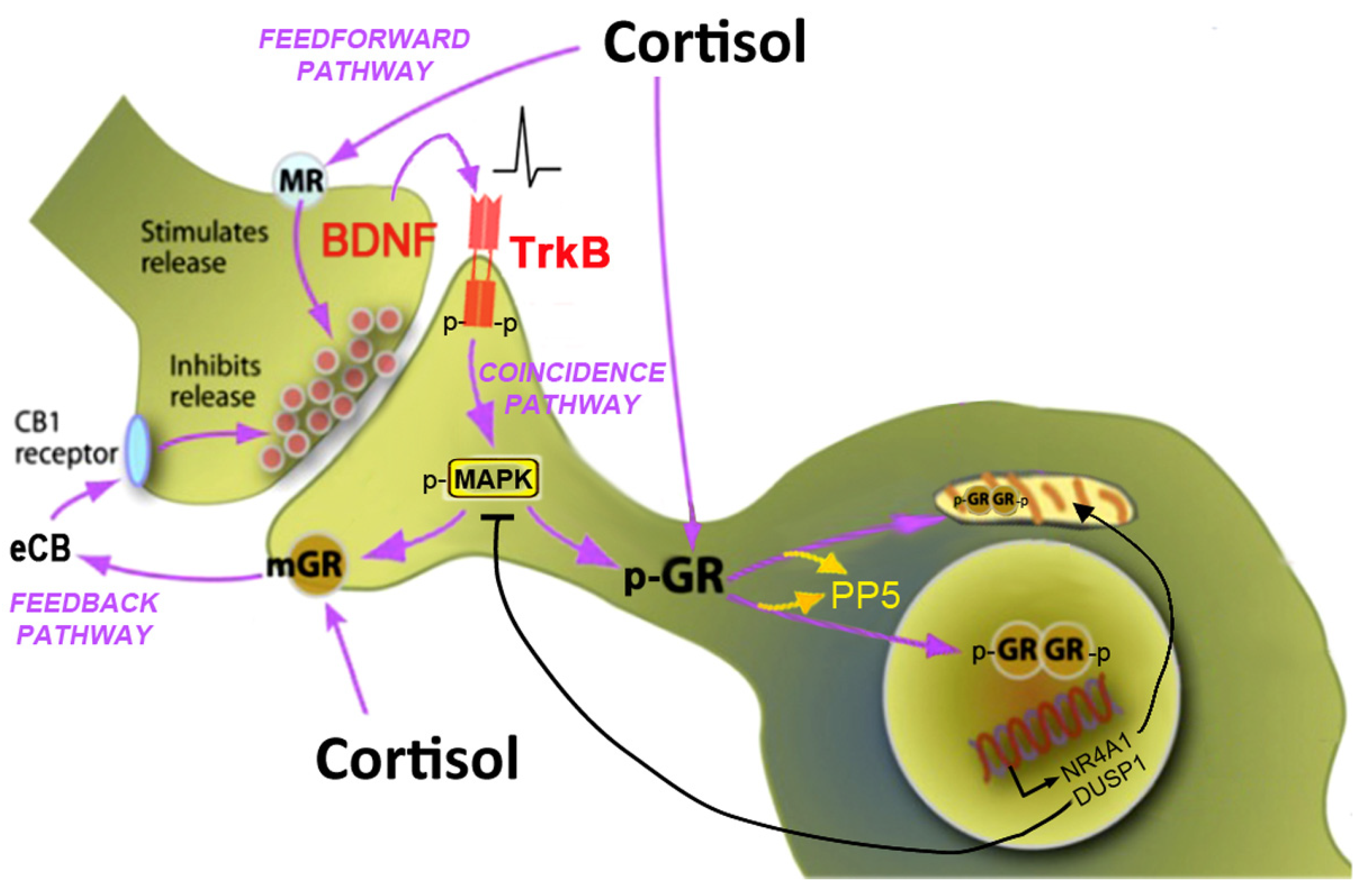 Receptors 05 00024 g001 Receptors 05 00024 g001