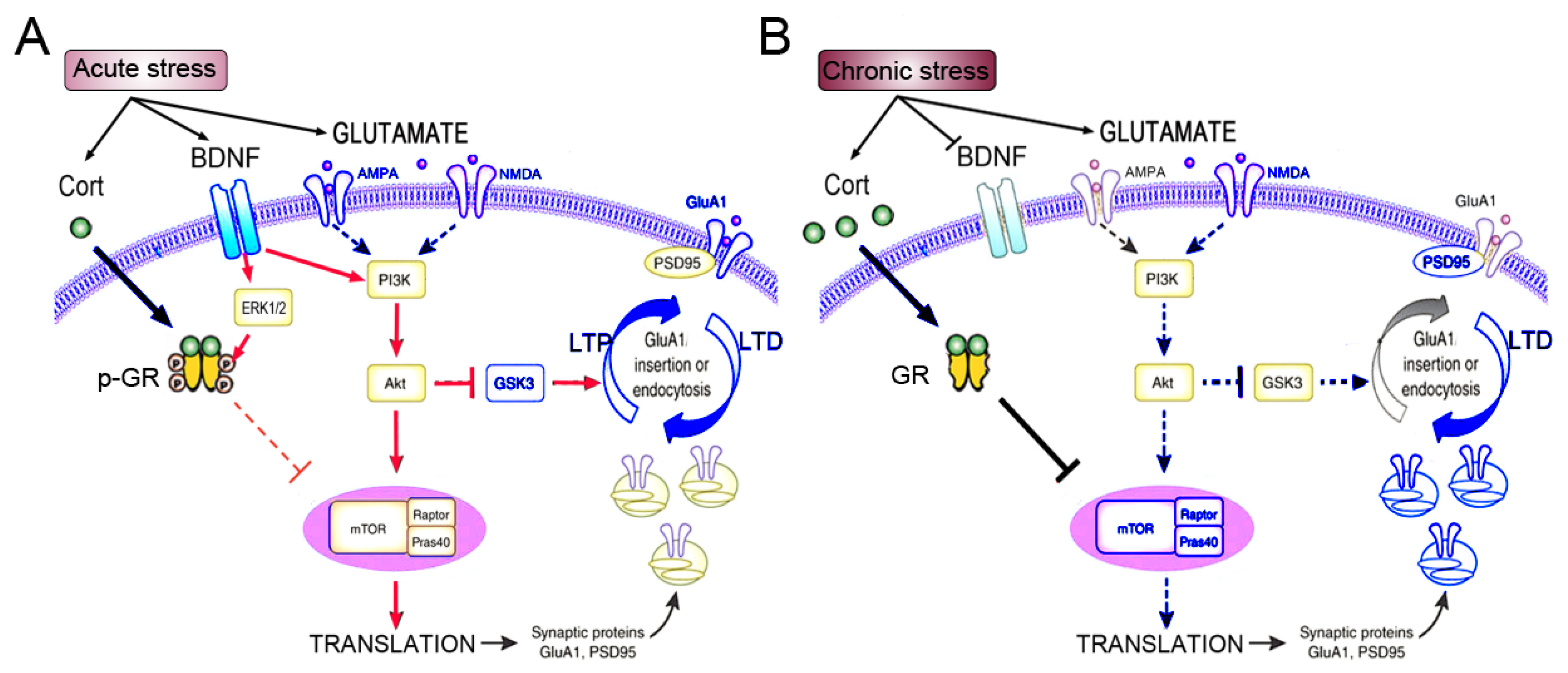 Receptors 05 00024 g003 Receptors 05 00024 g003